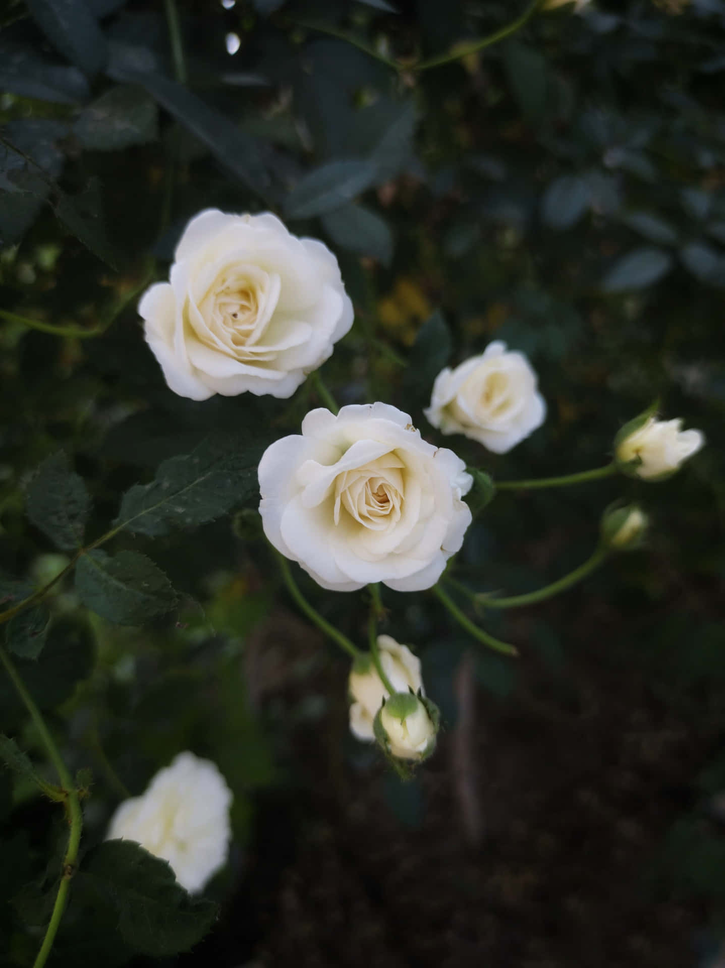 Fondode Pantalla Con Flores Blancas De Rosas Florecientes En Retrato.
