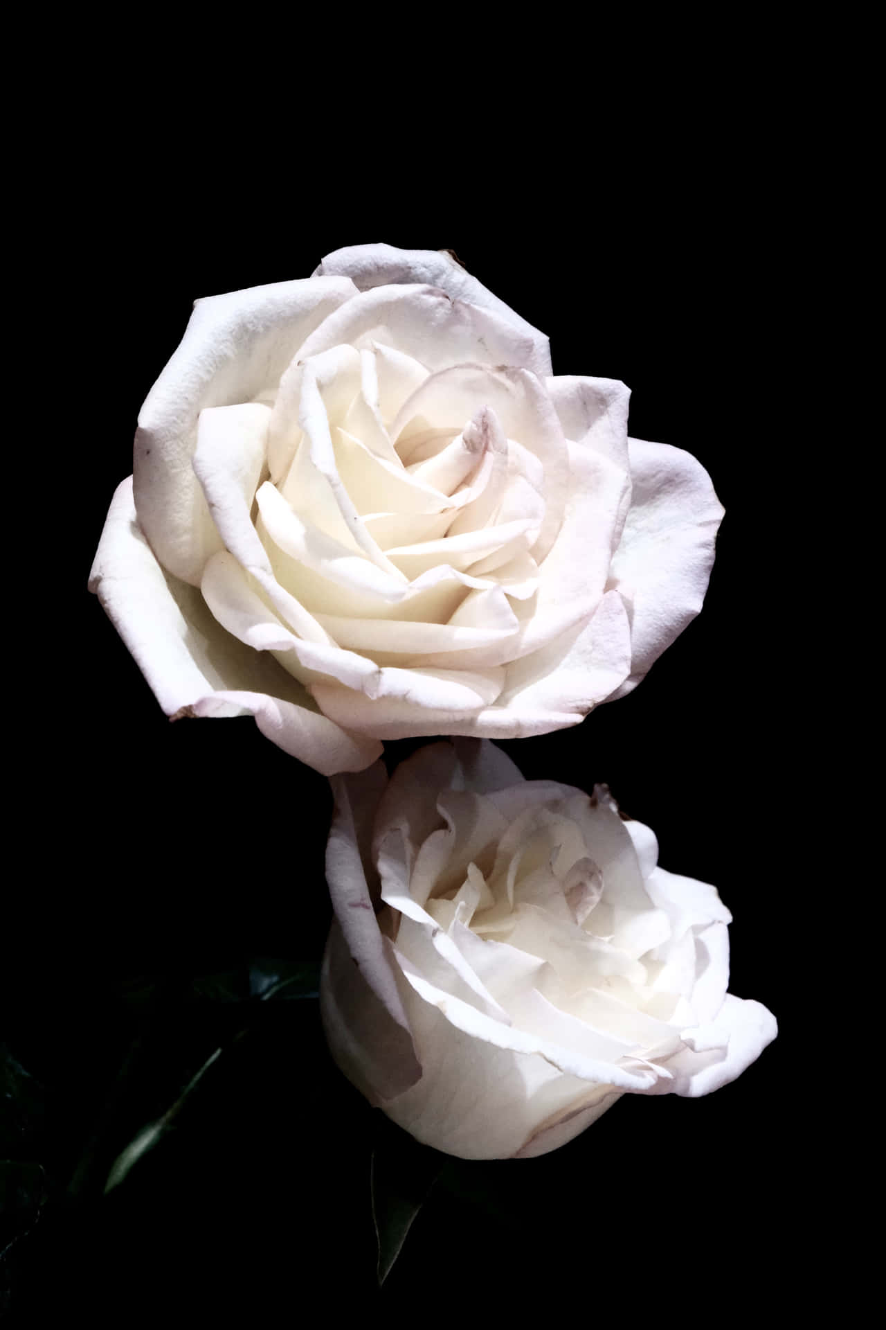 Caption: Elegant White Roses on a Pristine Background