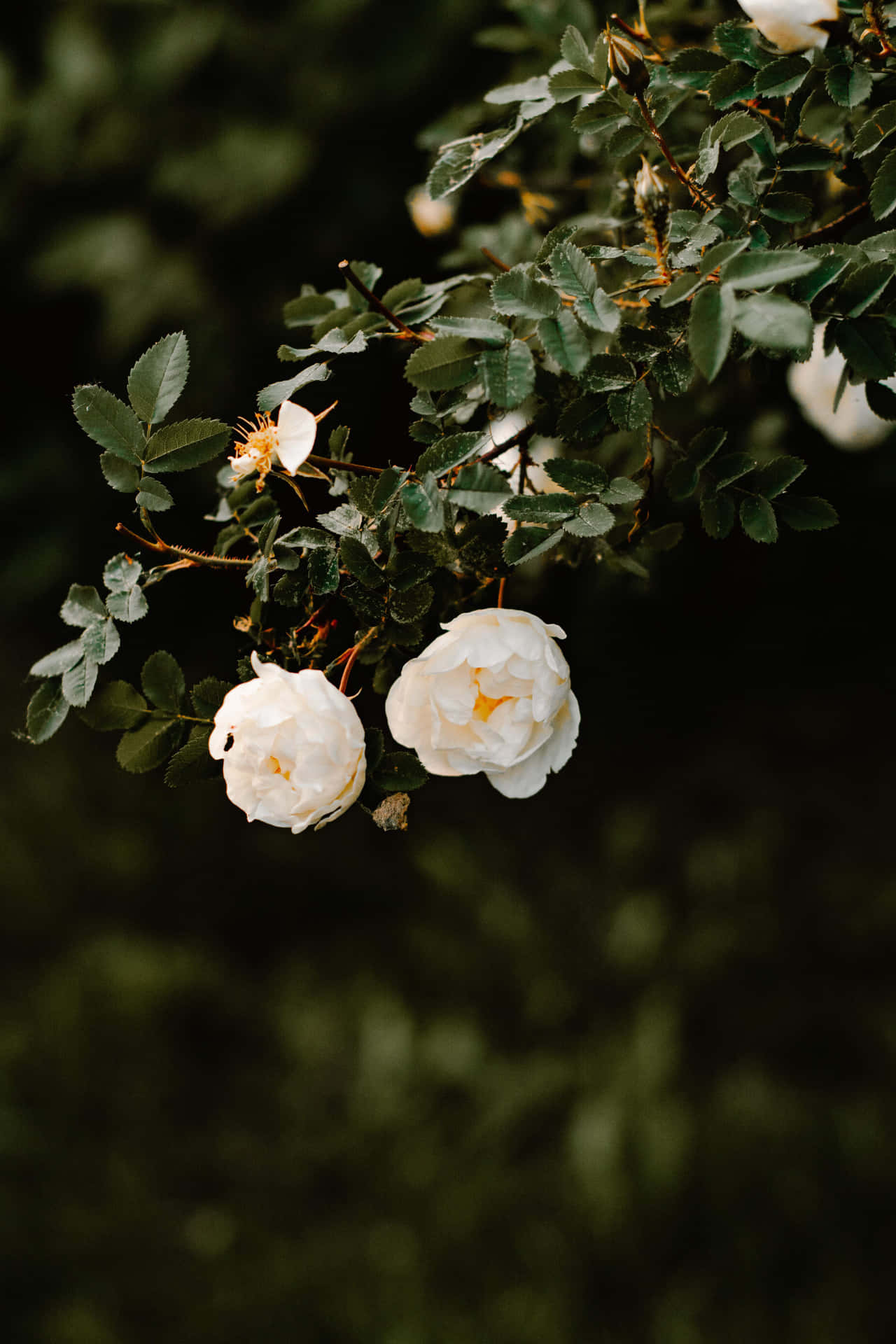 Hvide roser slørede æstetisk baggrundslayout