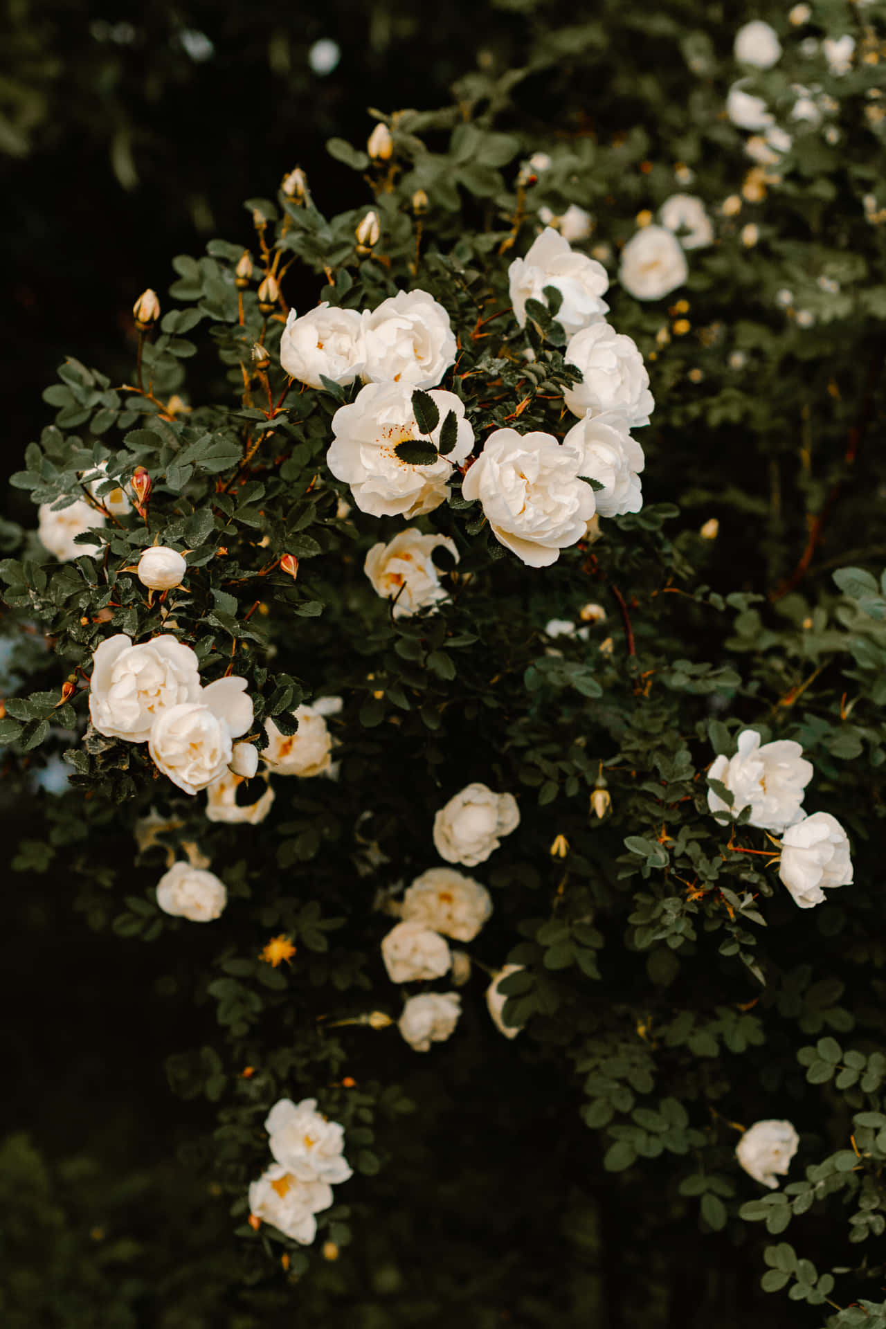 Vintage Aesthetic White Roses Portrait Background