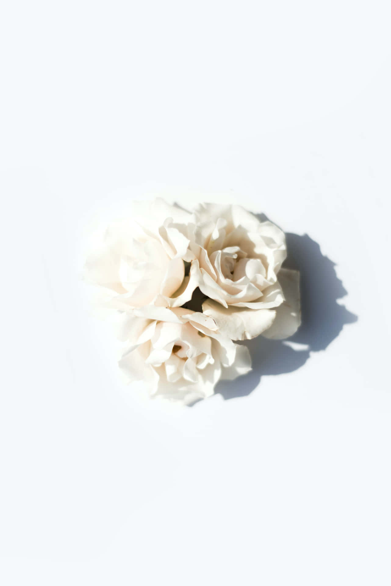 Portrait White Roses In White Background
