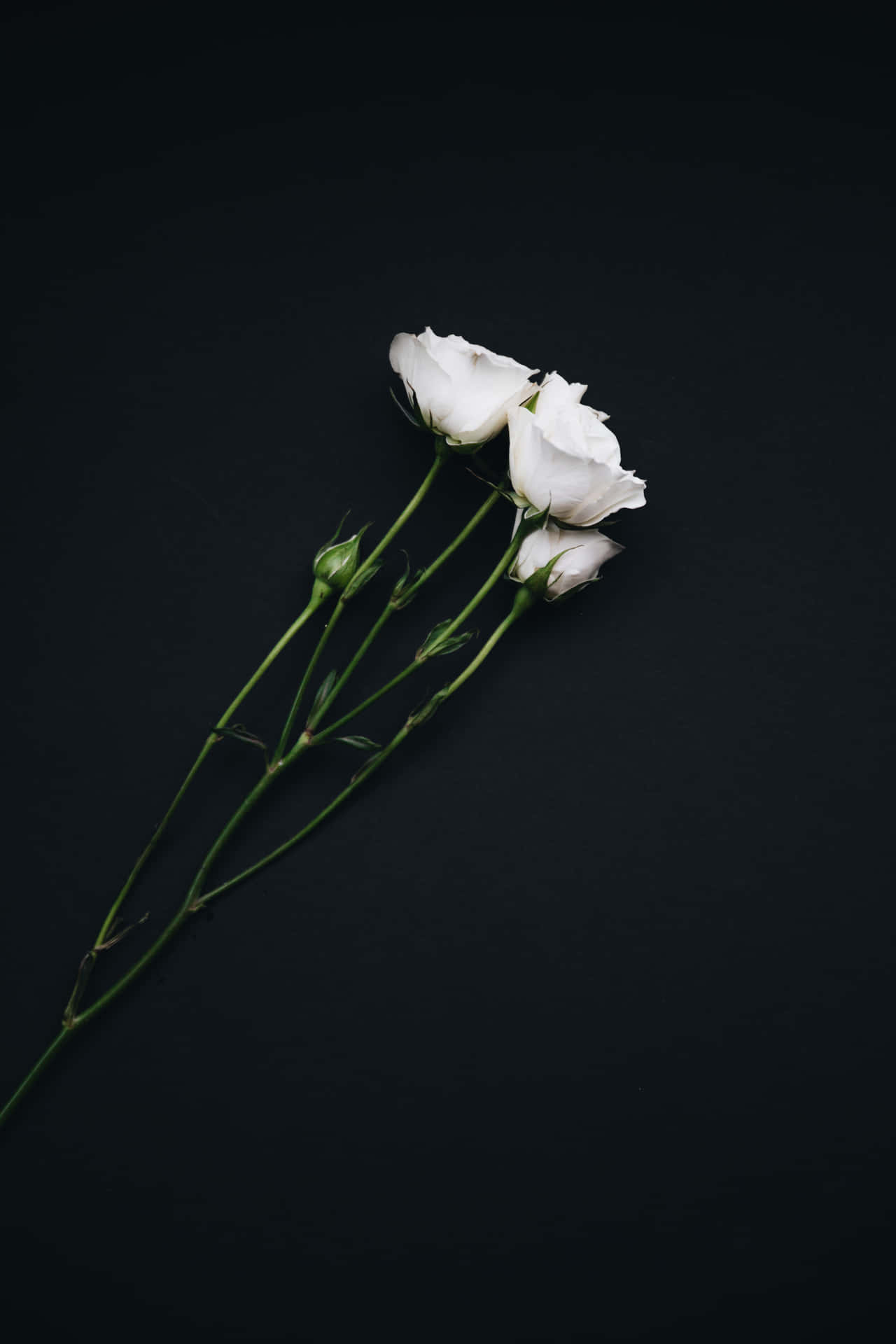 Portrait Black Aesthetic White Roses Background