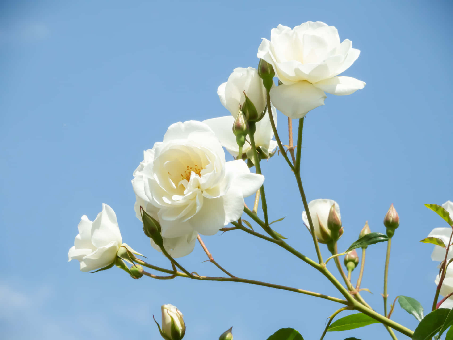 Fondode Pantalla De Paisaje Con Rosas Blancas Y Cielo