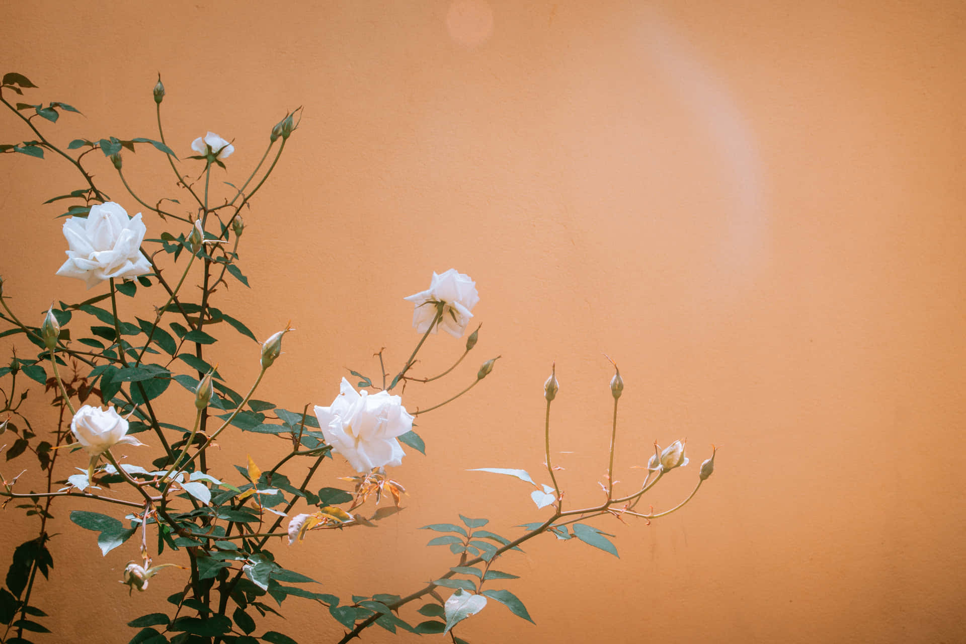 Landschaftweiße Rosen Braune Wand Hintergrund
