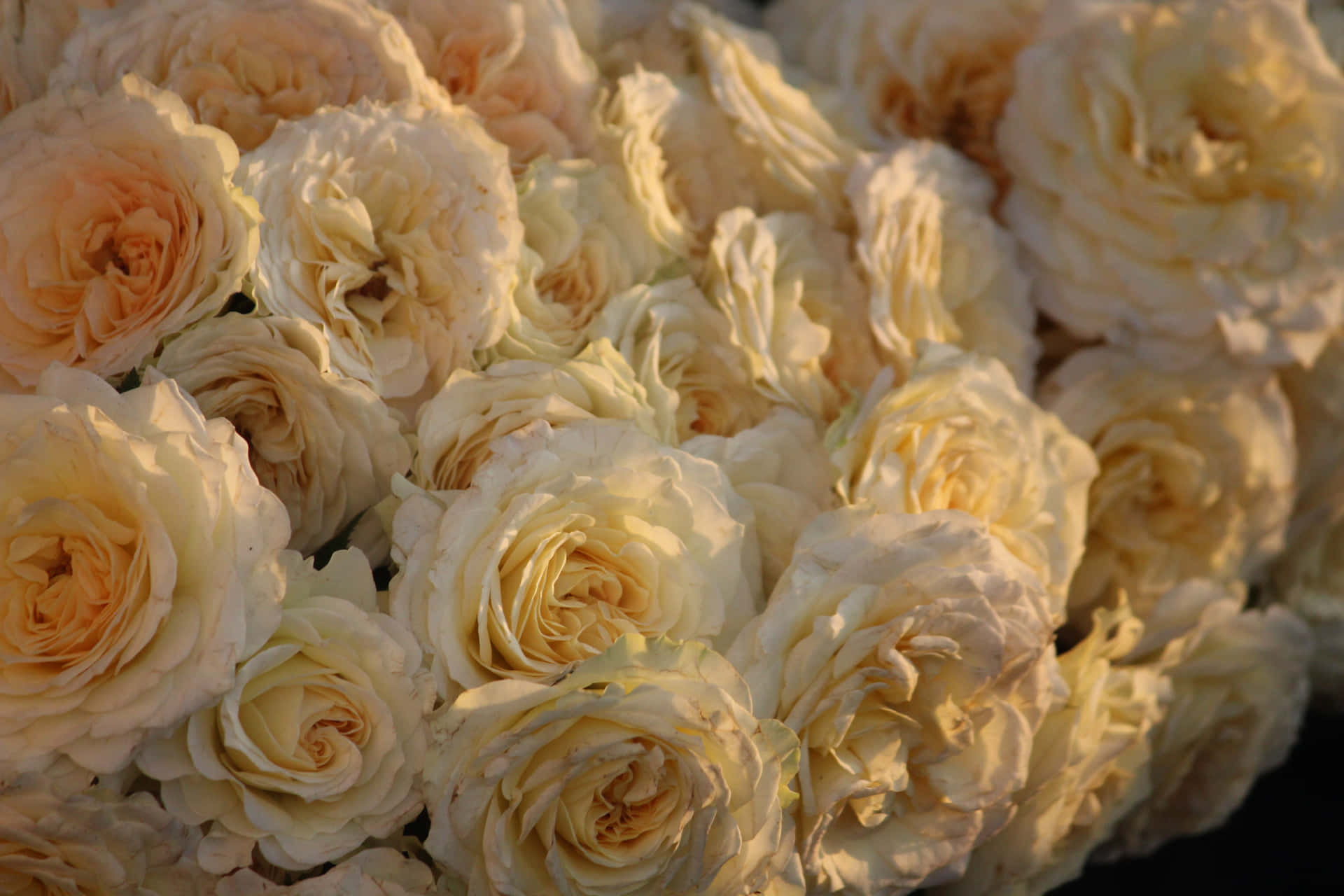 Hintergrundmit Landschaft Und Einem Bouquet Aus Weißen Rosen