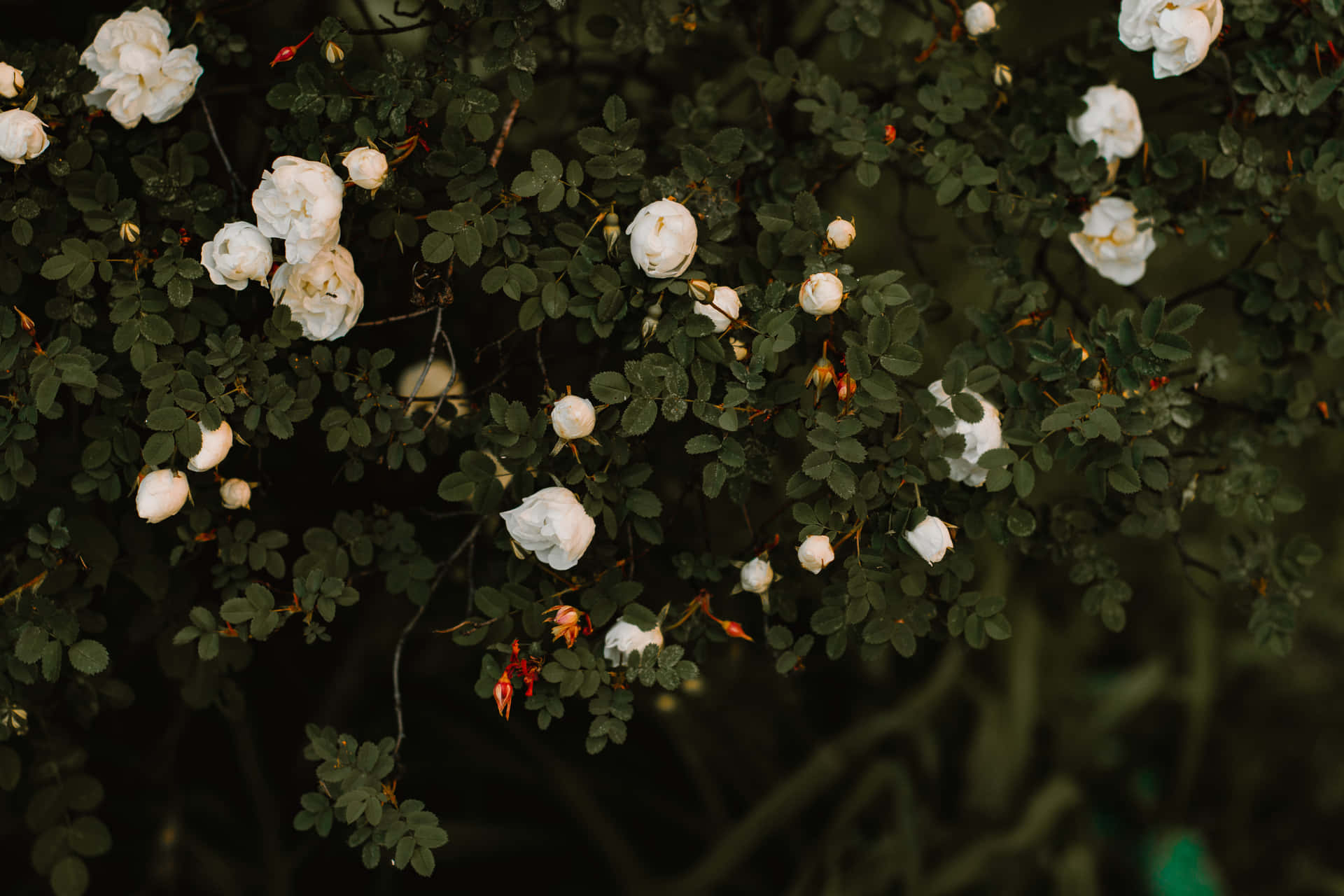 Hintergrundmit Landschaft Weißer Rosen Und Verschwommenem Effekt
