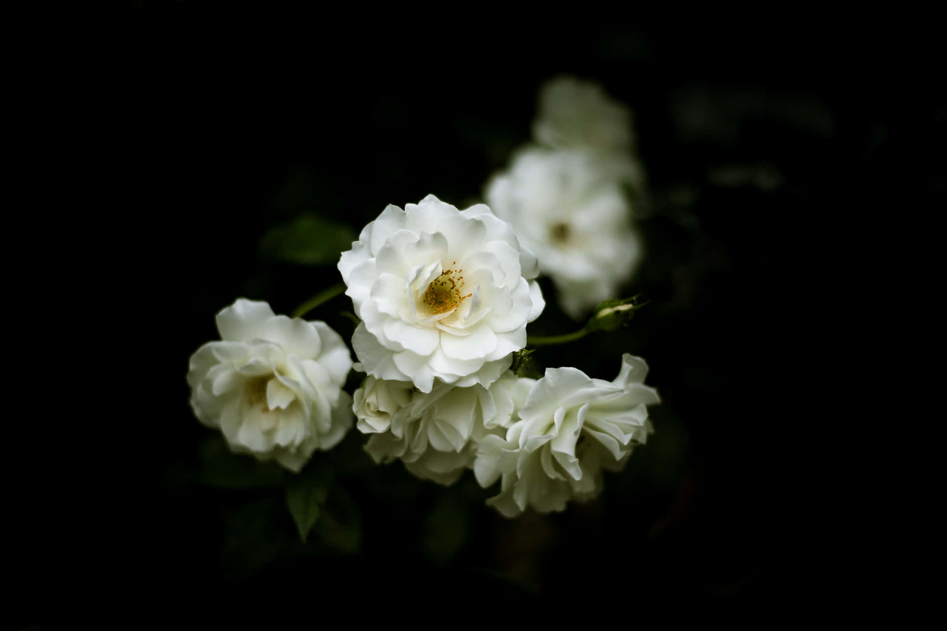 Landschaftschwarz Ästhetisch Weiße Rosen Hintergrund Layout