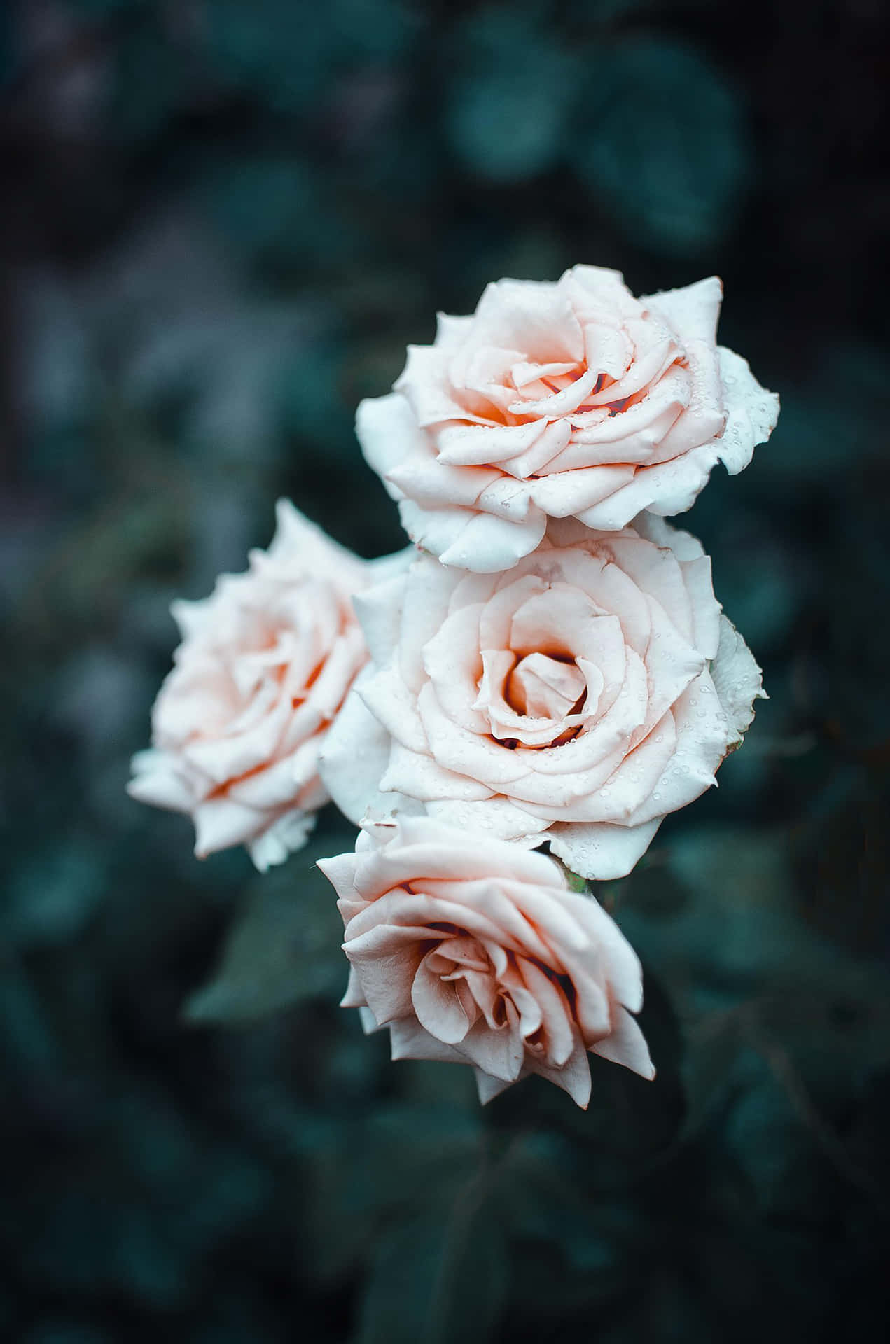 Et forførende buket af hvide roser.