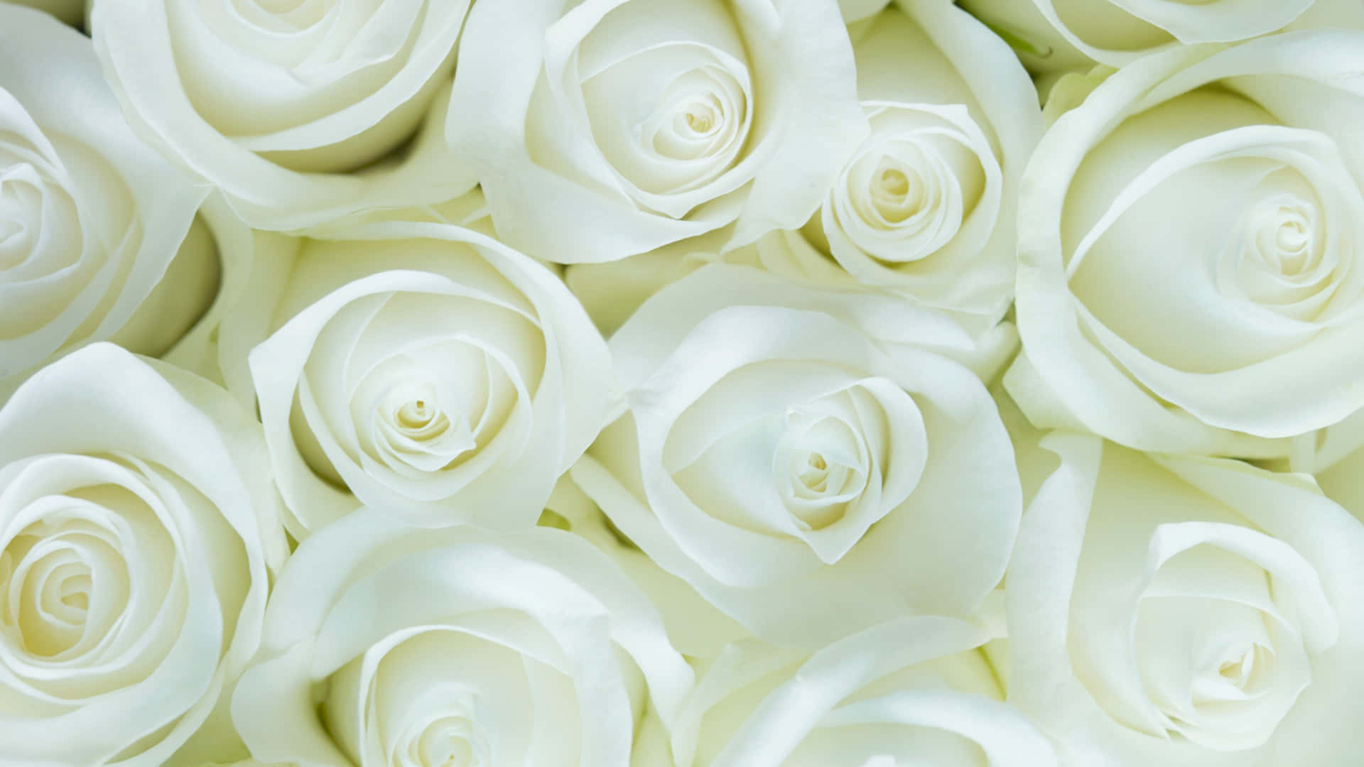 White Roses Background Wallpaper