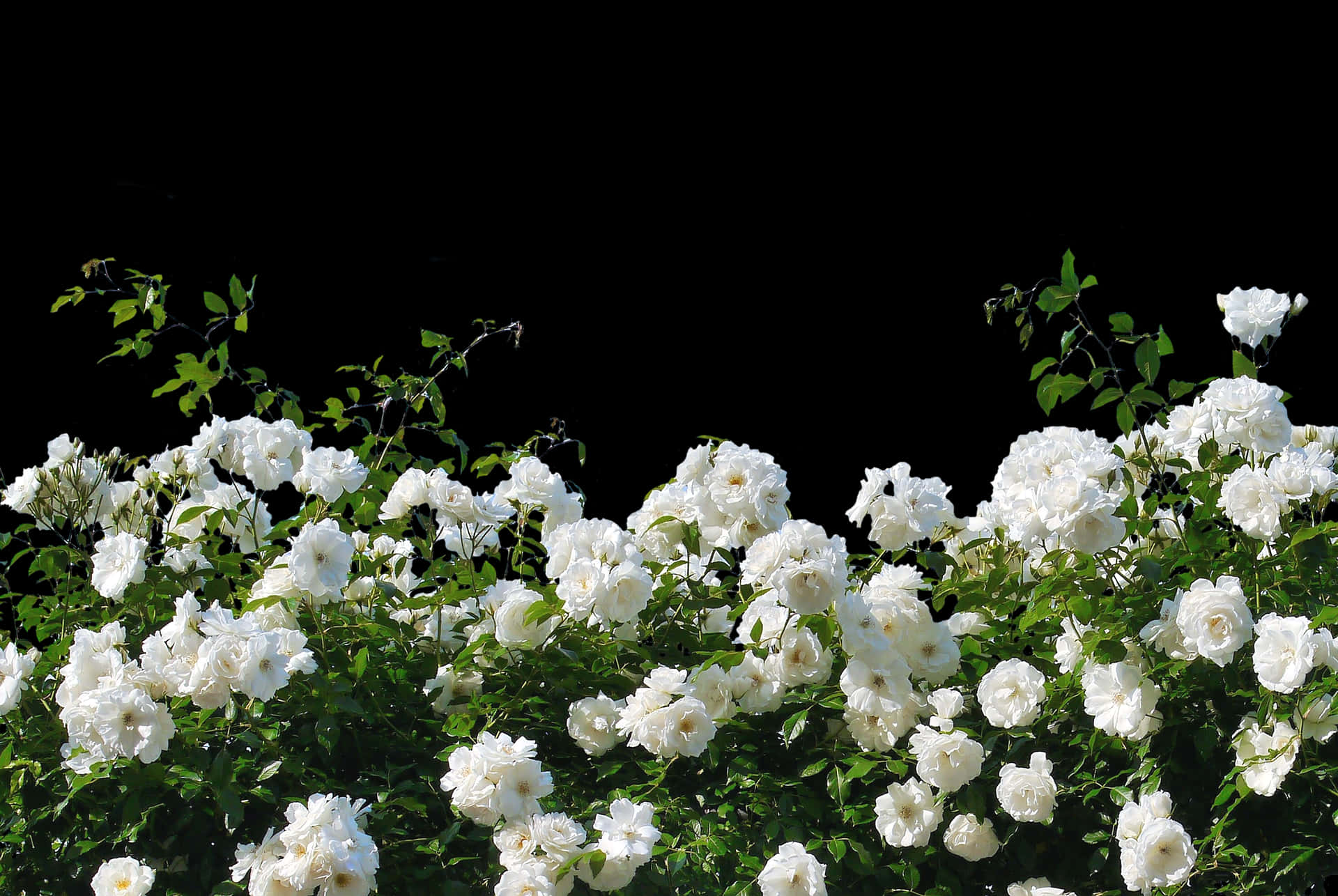 White Roses Black Background PNG