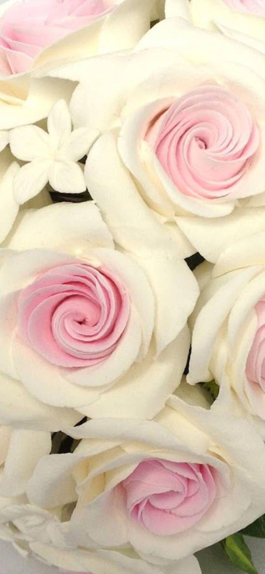 Hvide roser til blomst telefon baggrund Wallpaper