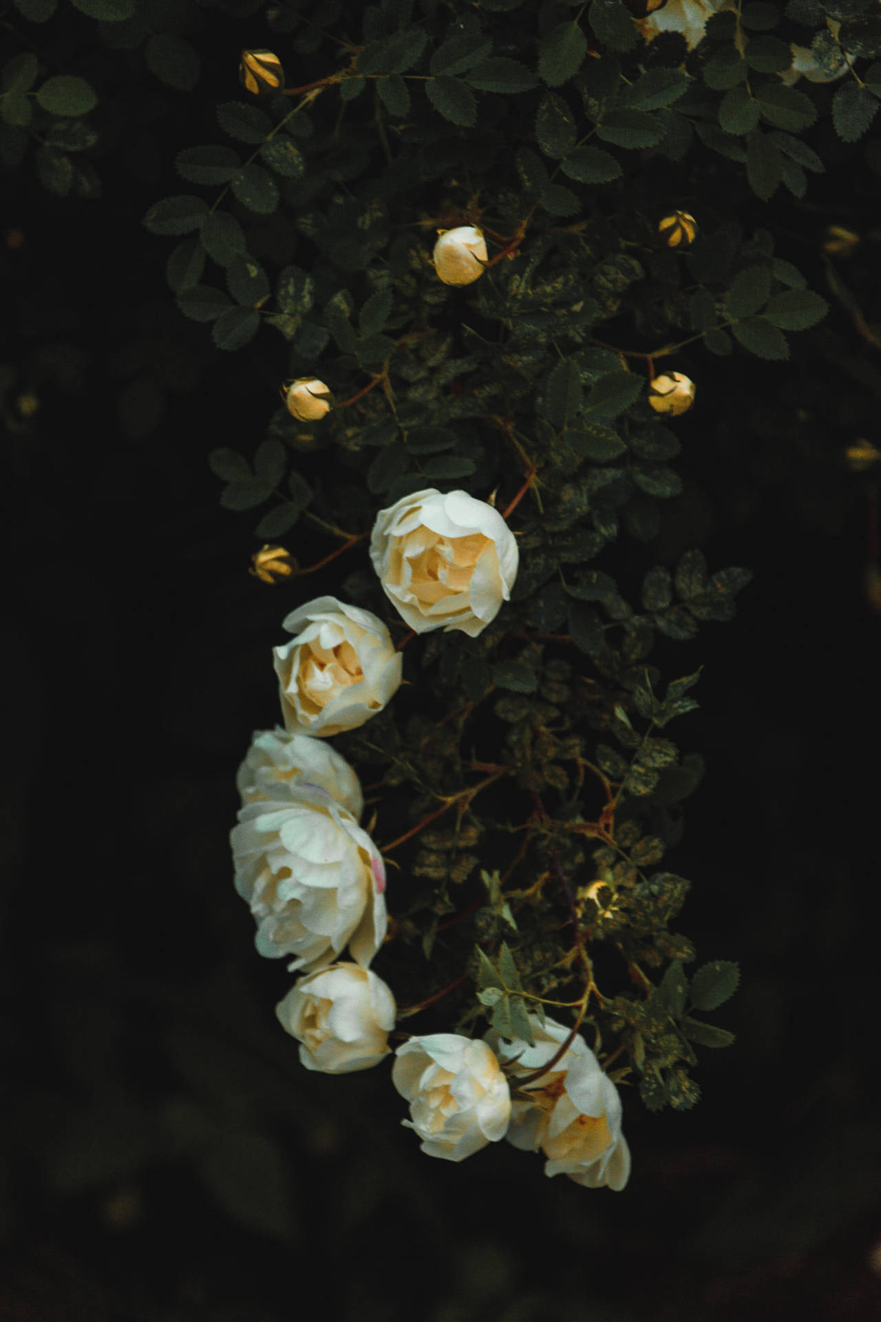 White Roses In Vine Wallpaper