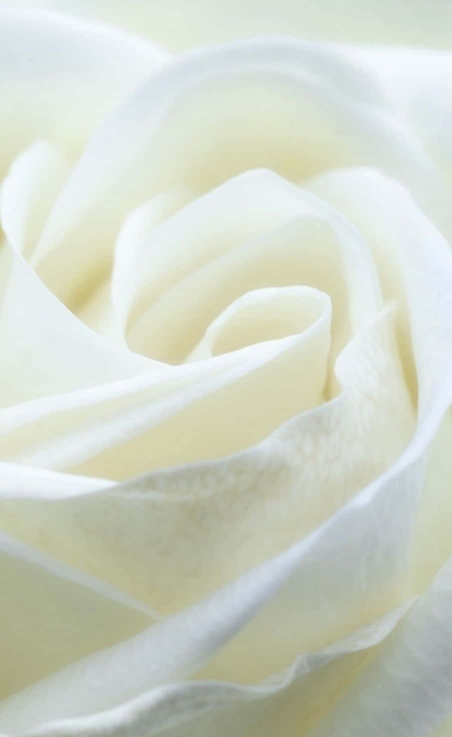 White Roses Iphone Wallpaper