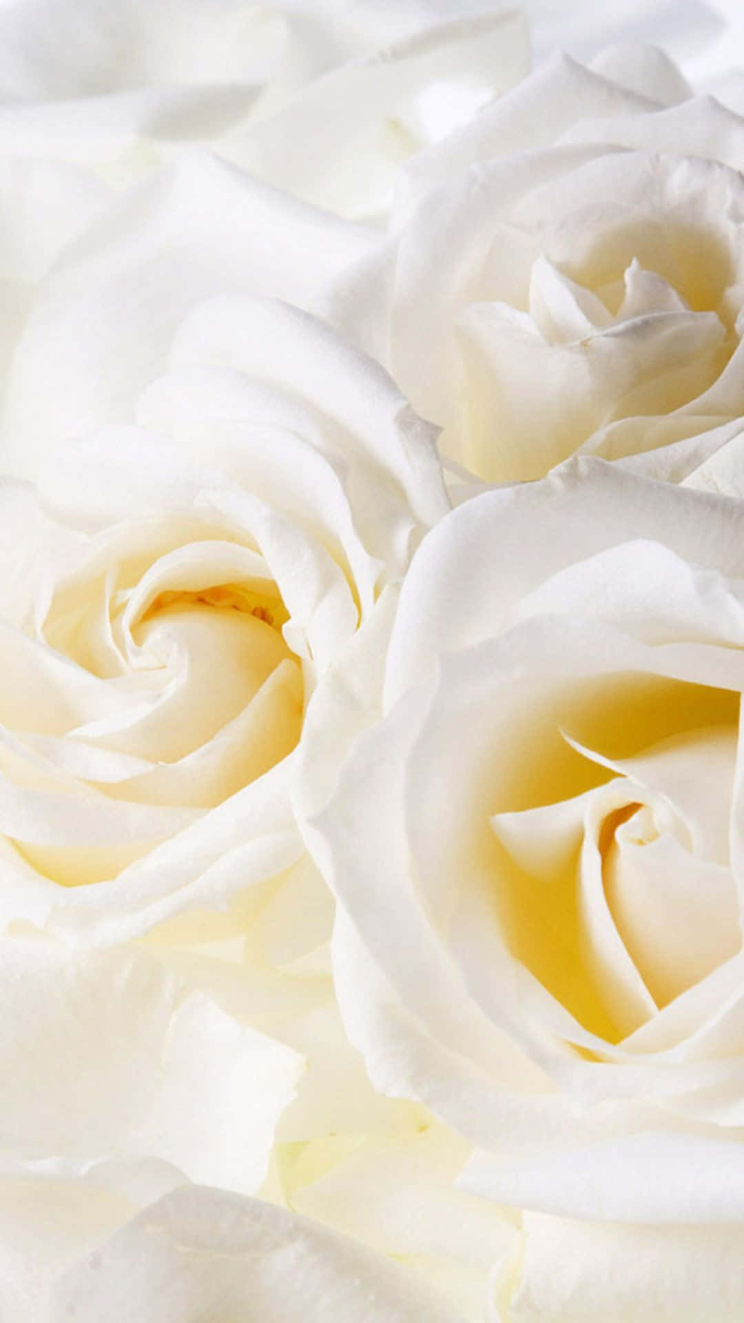 White Roses Iphone Close-up Wallpaper