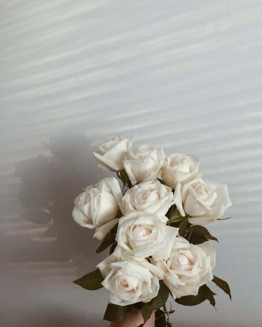 White Roses Iphone On White Wall Wallpaper