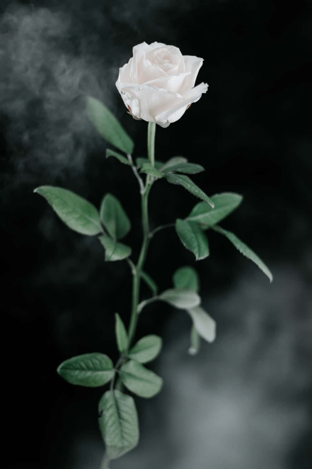 White Roses Iphone Smoke Wallpaper