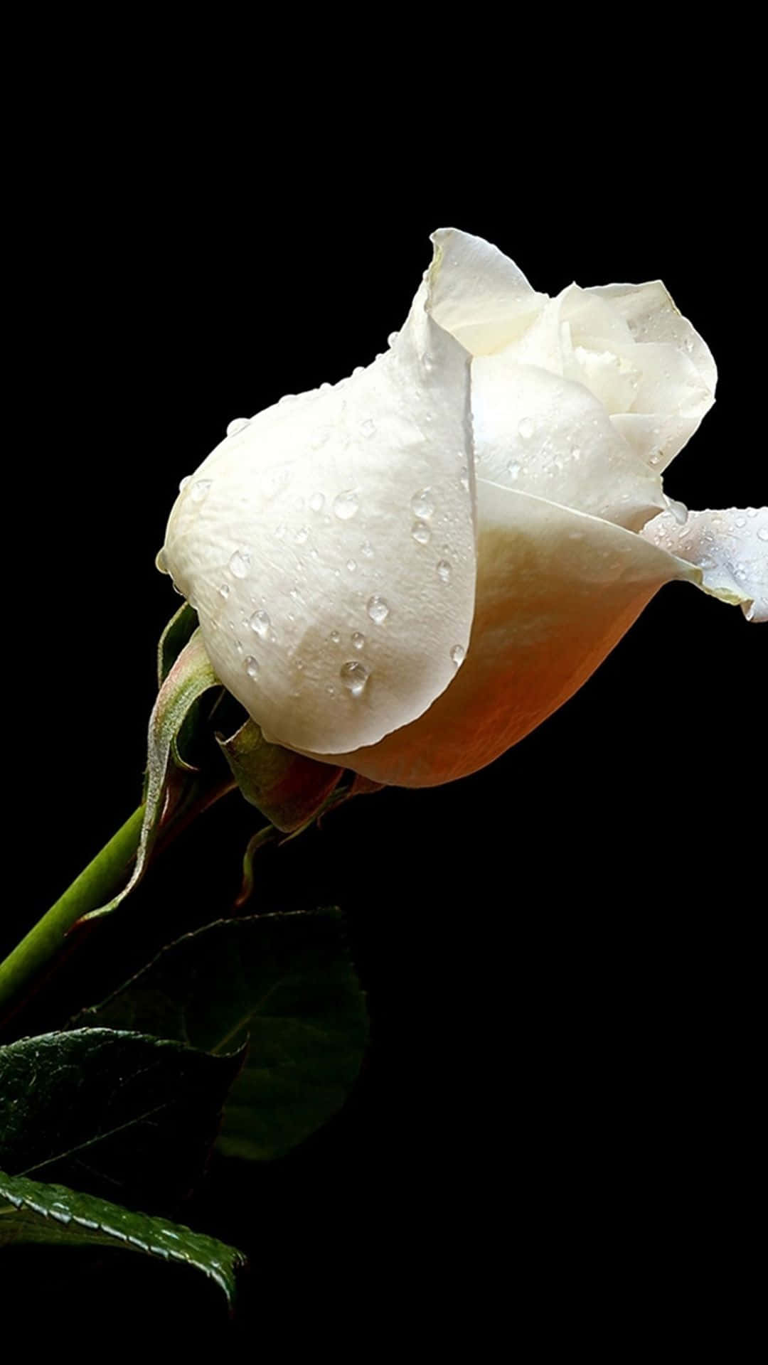 White Roses Iphone Dewdrops Wallpaper