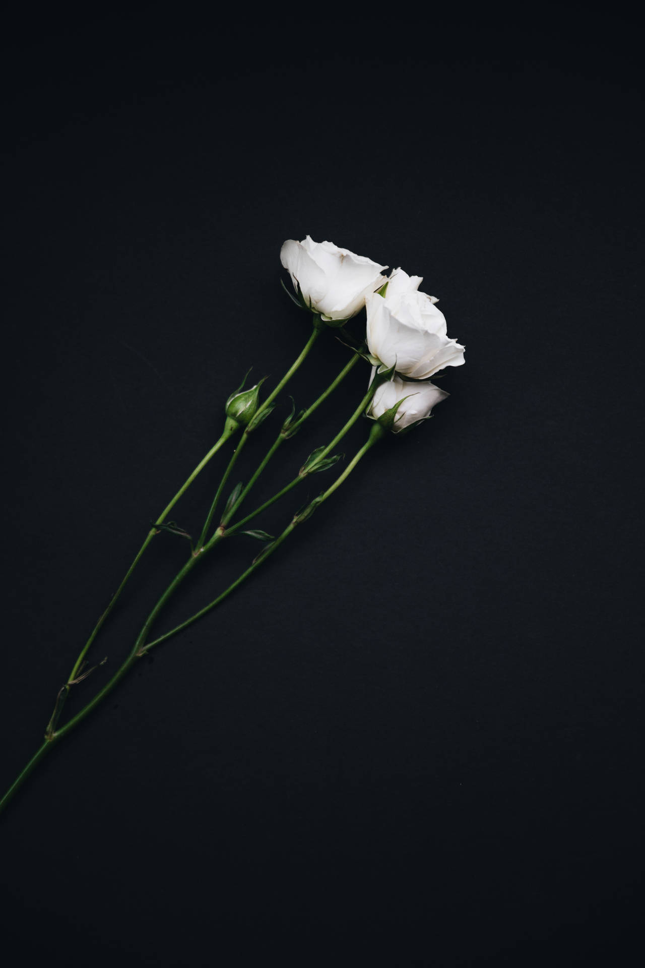 White Roses On Pure Black Background Wallpaper