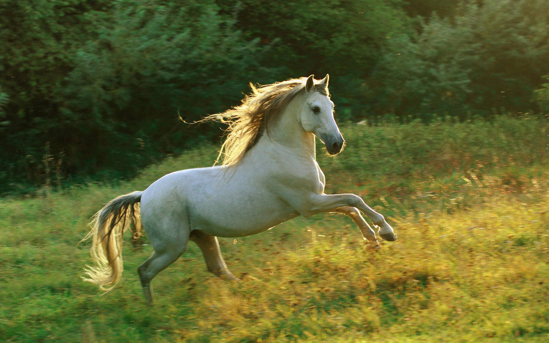 Free Running Horse Wallpaper Downloads, [100+] Running Horse Wallpapers for  FREE 