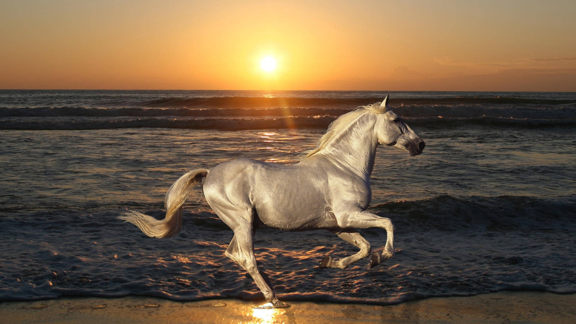White Running Horse Sunset Beach Wallpaper