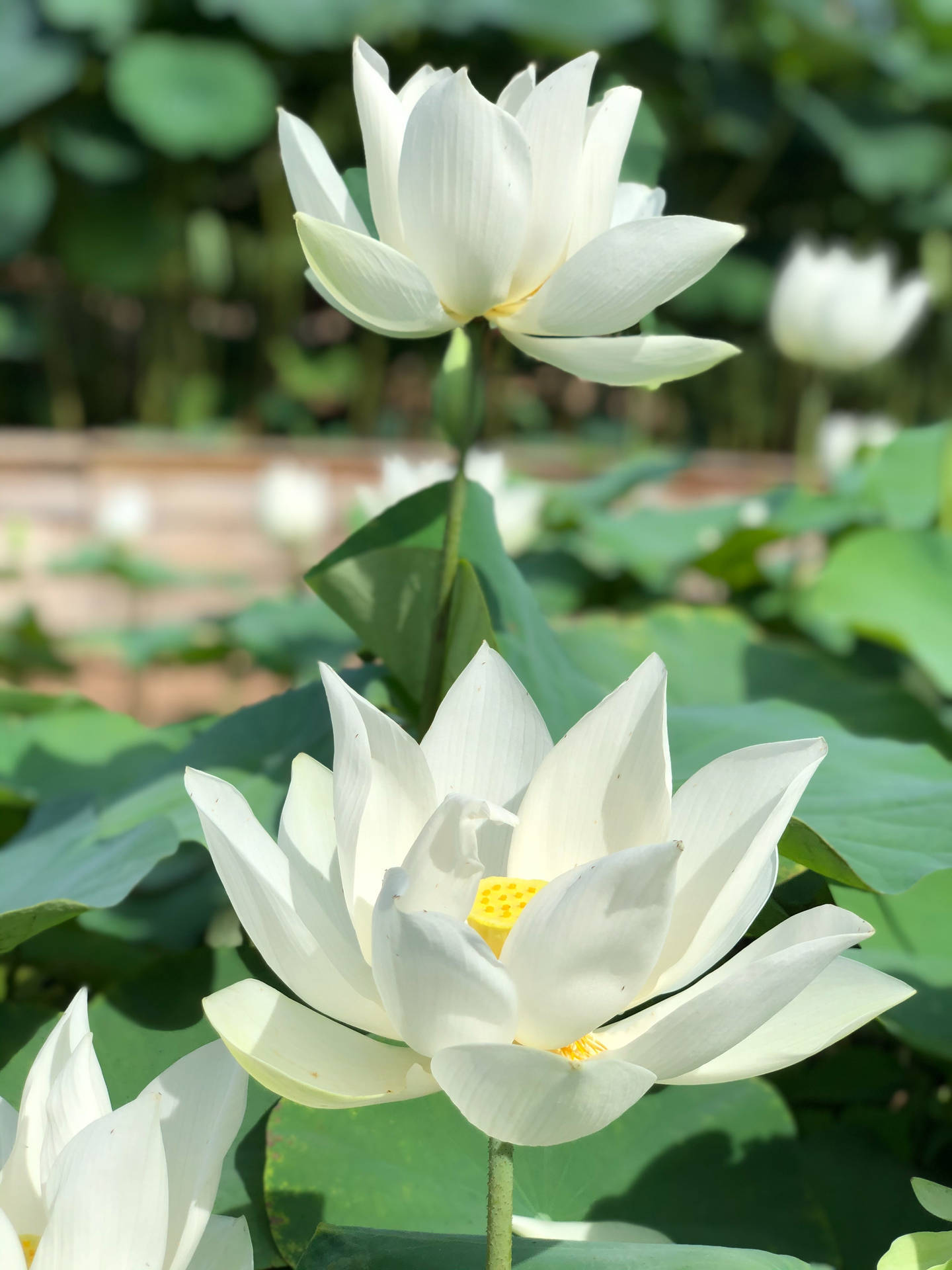 White Sacred Lotus Under The Sun Wallpaper