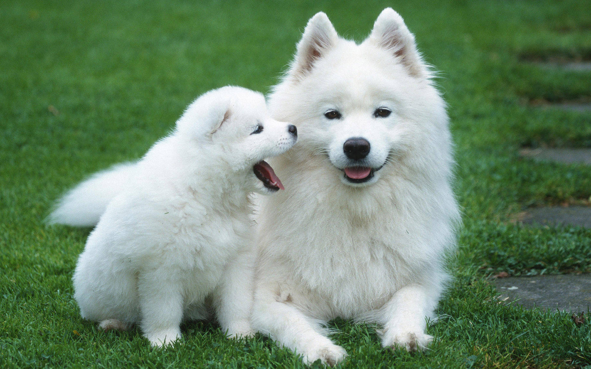White Samoyed Puppy Desktop Wallpaper
