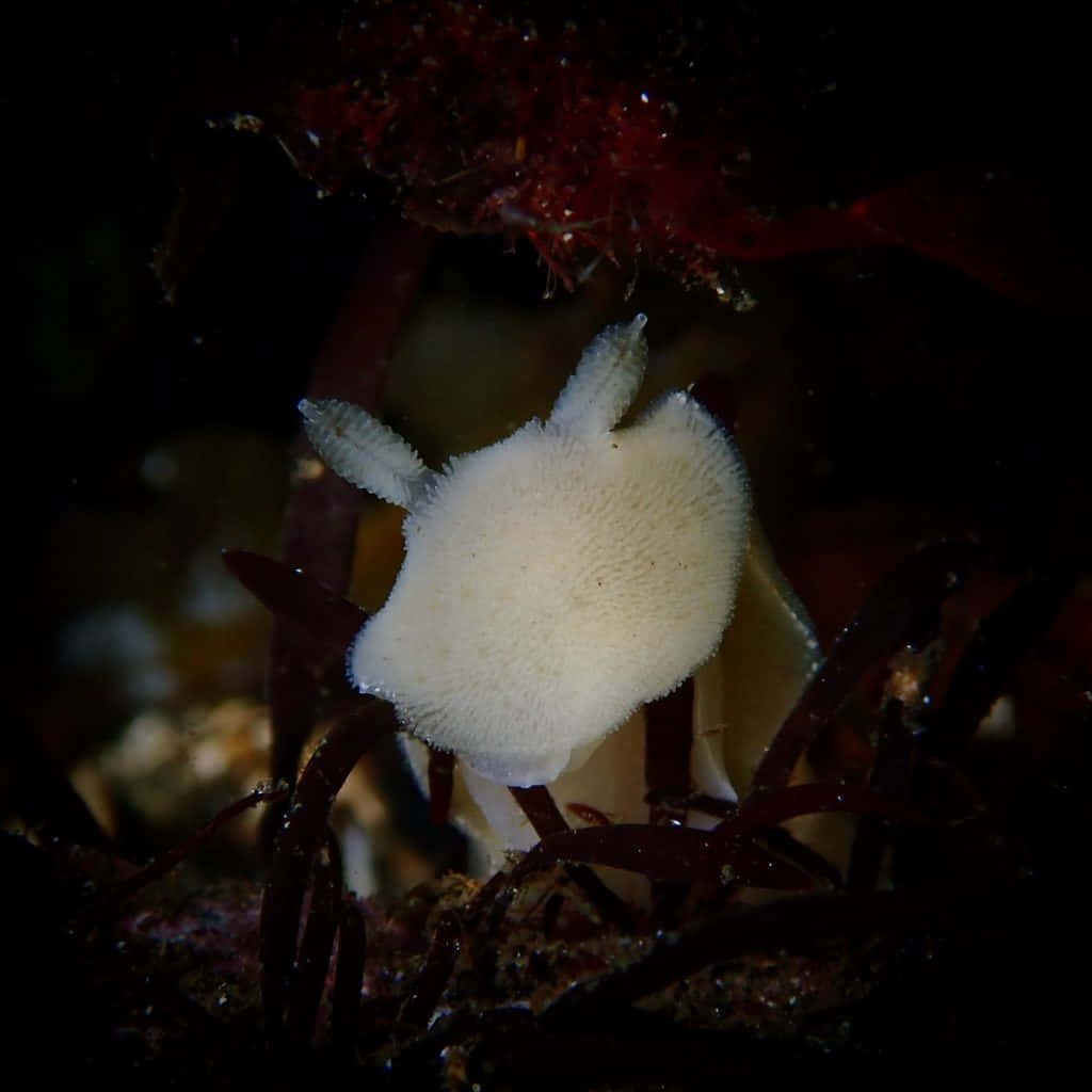 White Sea Slug Underwater Photography Wallpaper