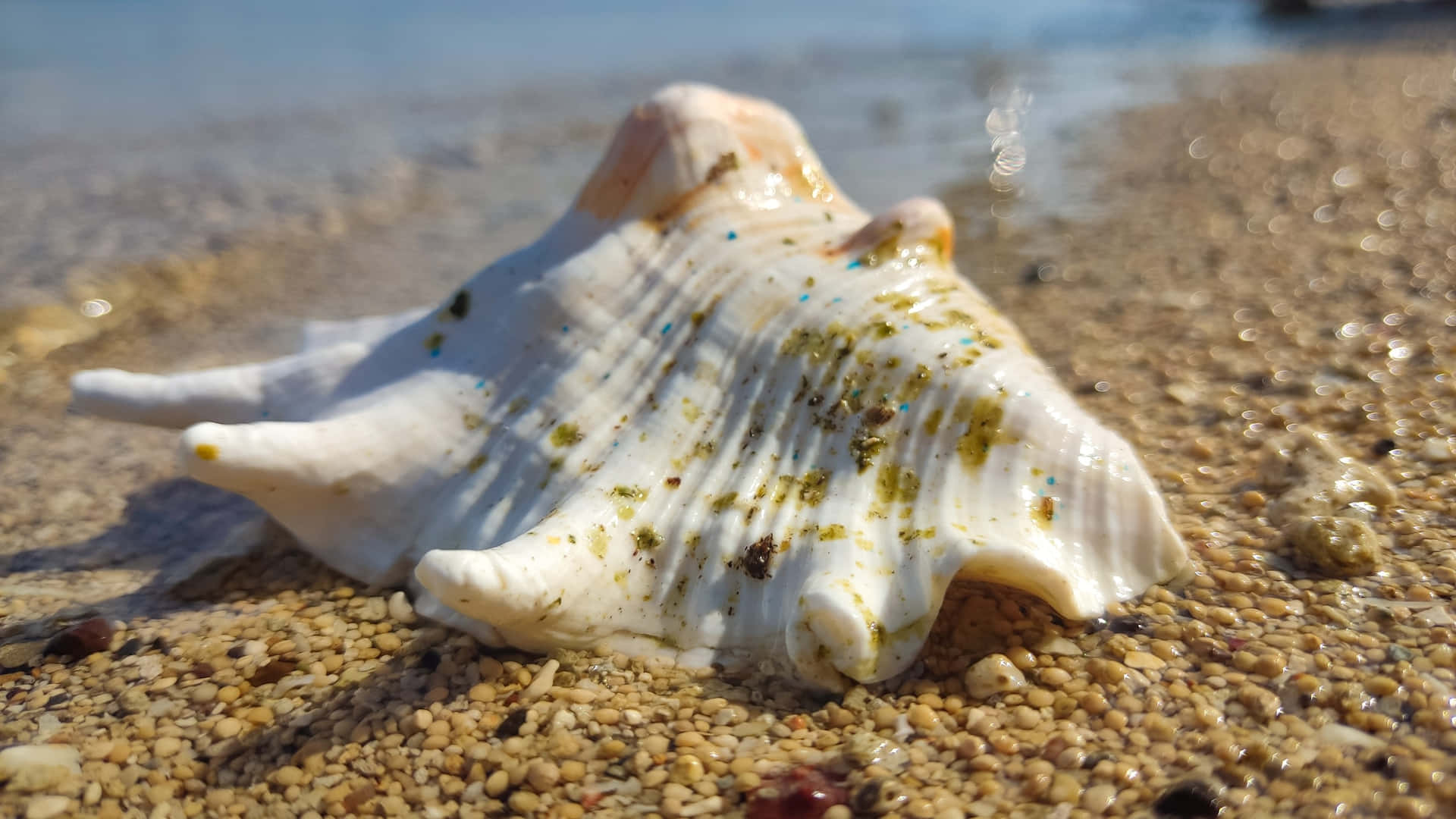 Download White Seashell On The Sandy Shore Wallpaper 