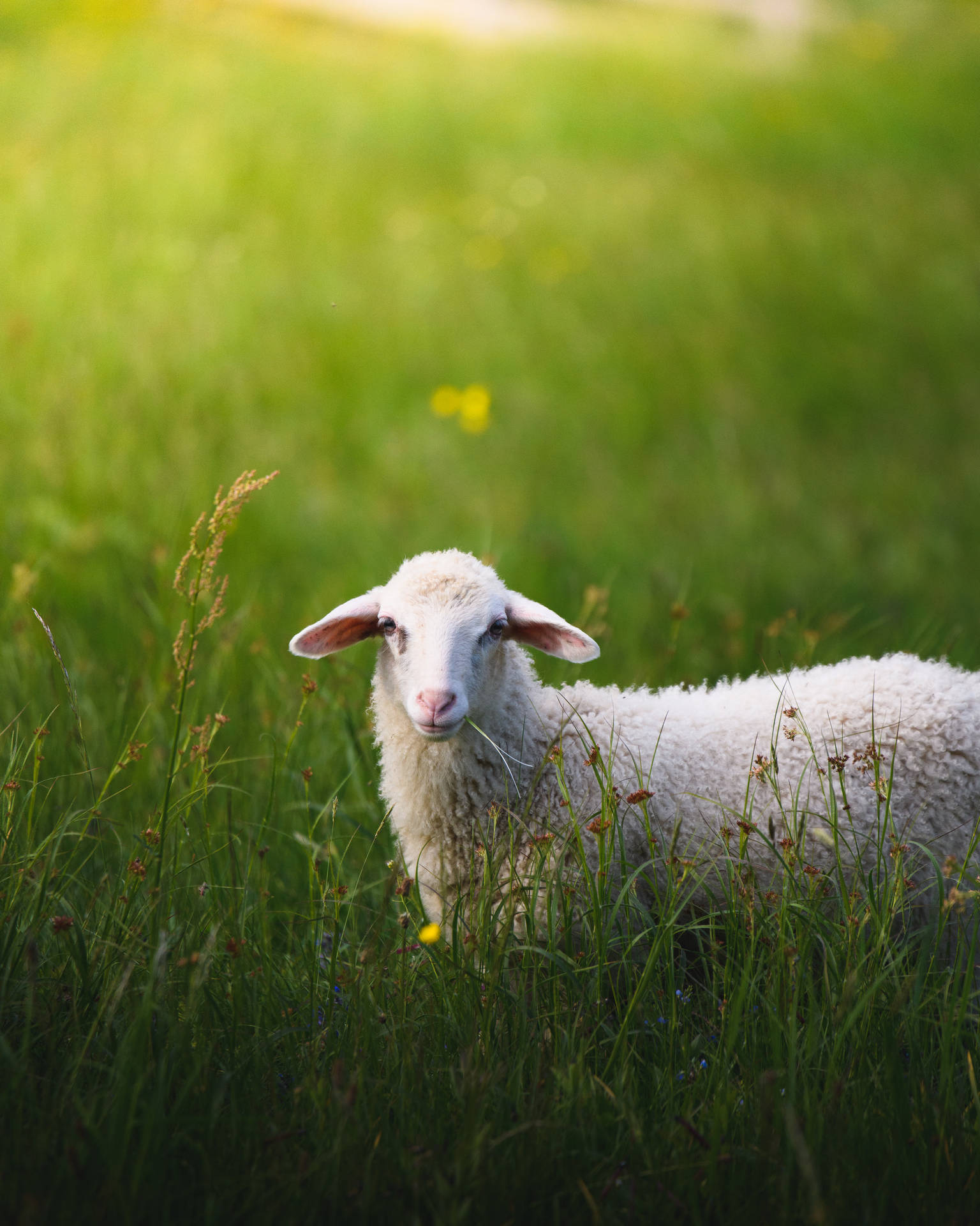 A White Sheep Sitting Peacefully In The Field Wallpaper