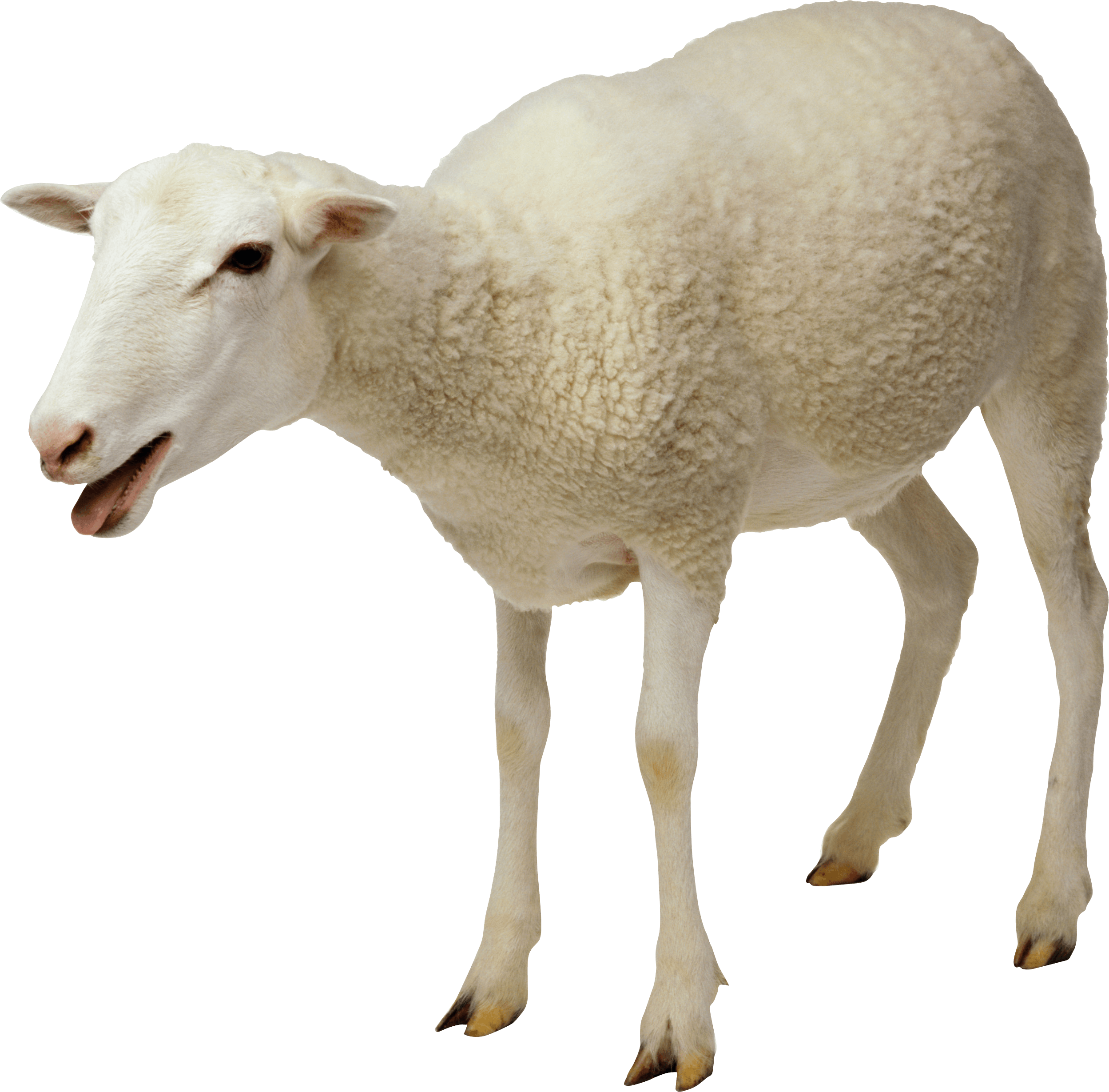 White Sheep Isolated Background PNG