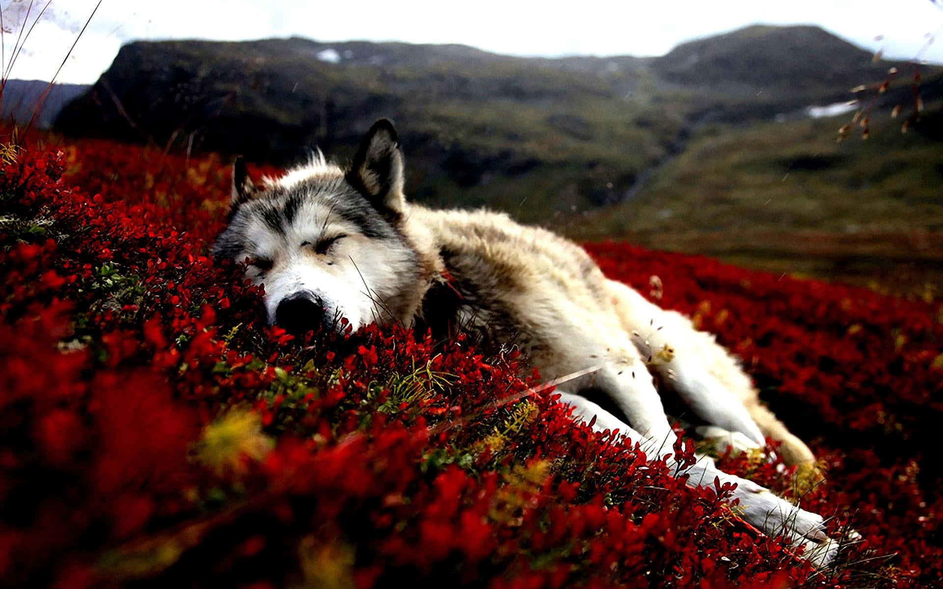 White Siberian Husky Sleeping On The Field Background