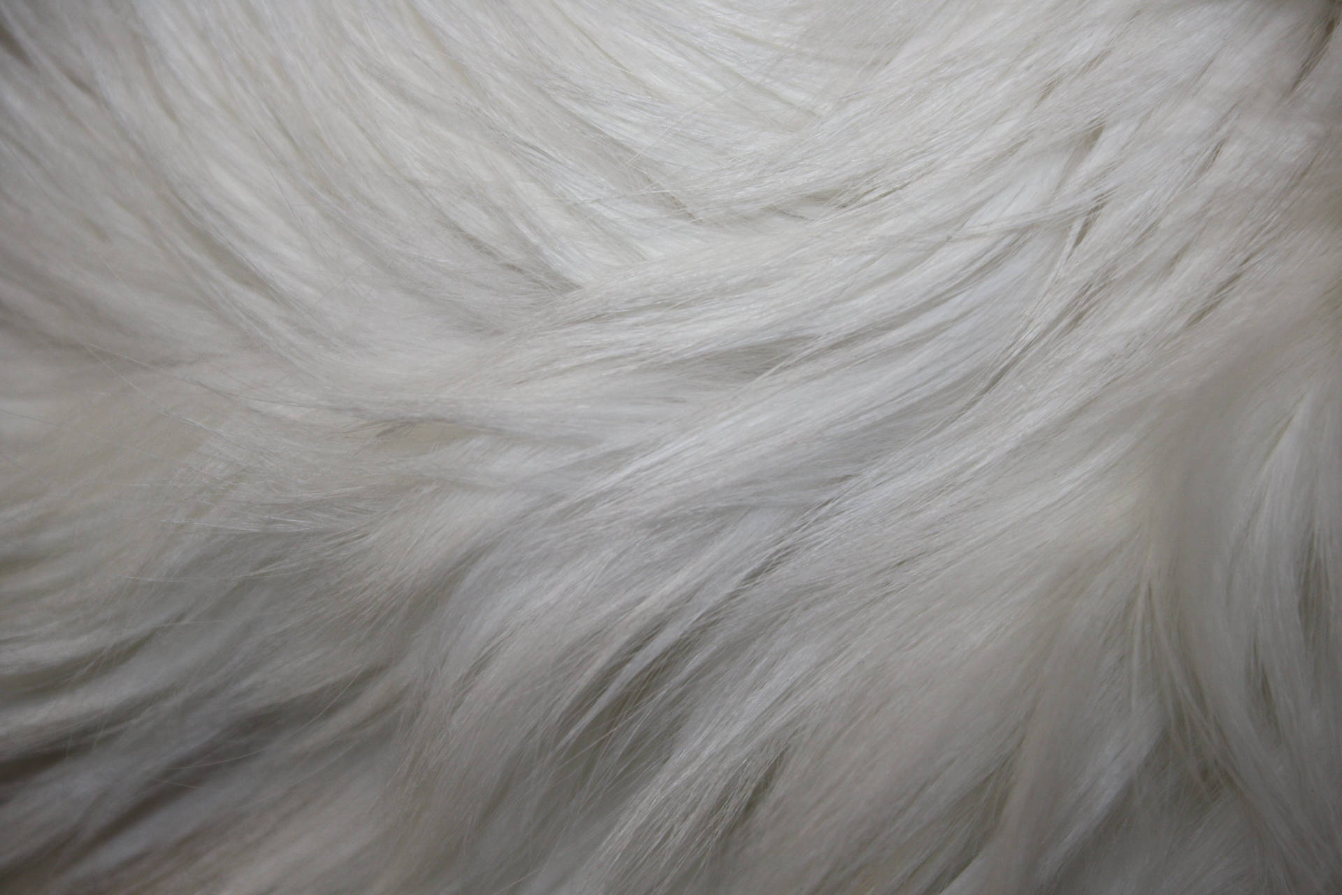 White Smooth Animal Fur Wallpaper