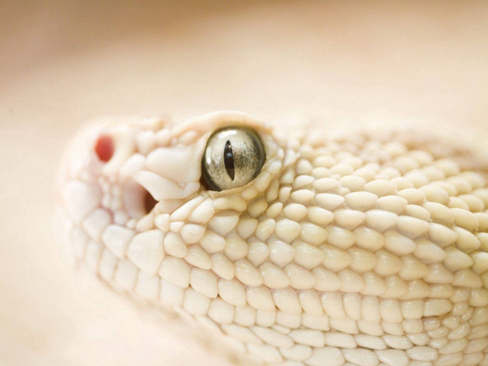 White Snake Close-up Shot Background