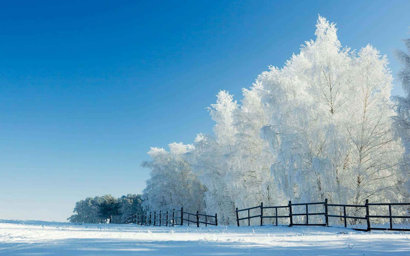 Pure white winter scene