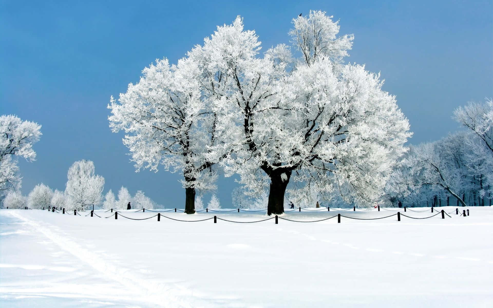A Snow Covered Field With Trees And A Blue Sky