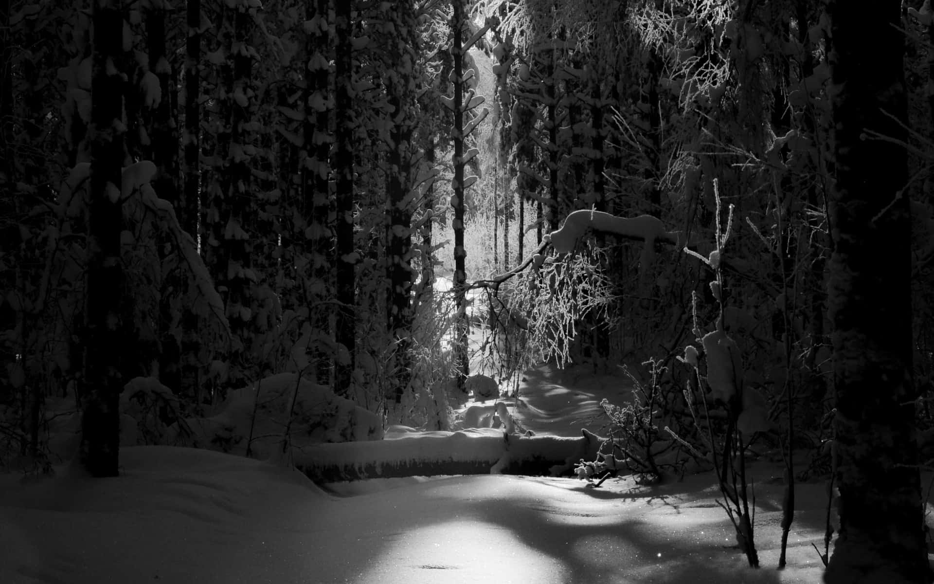 A peaceful winter scene of white snow