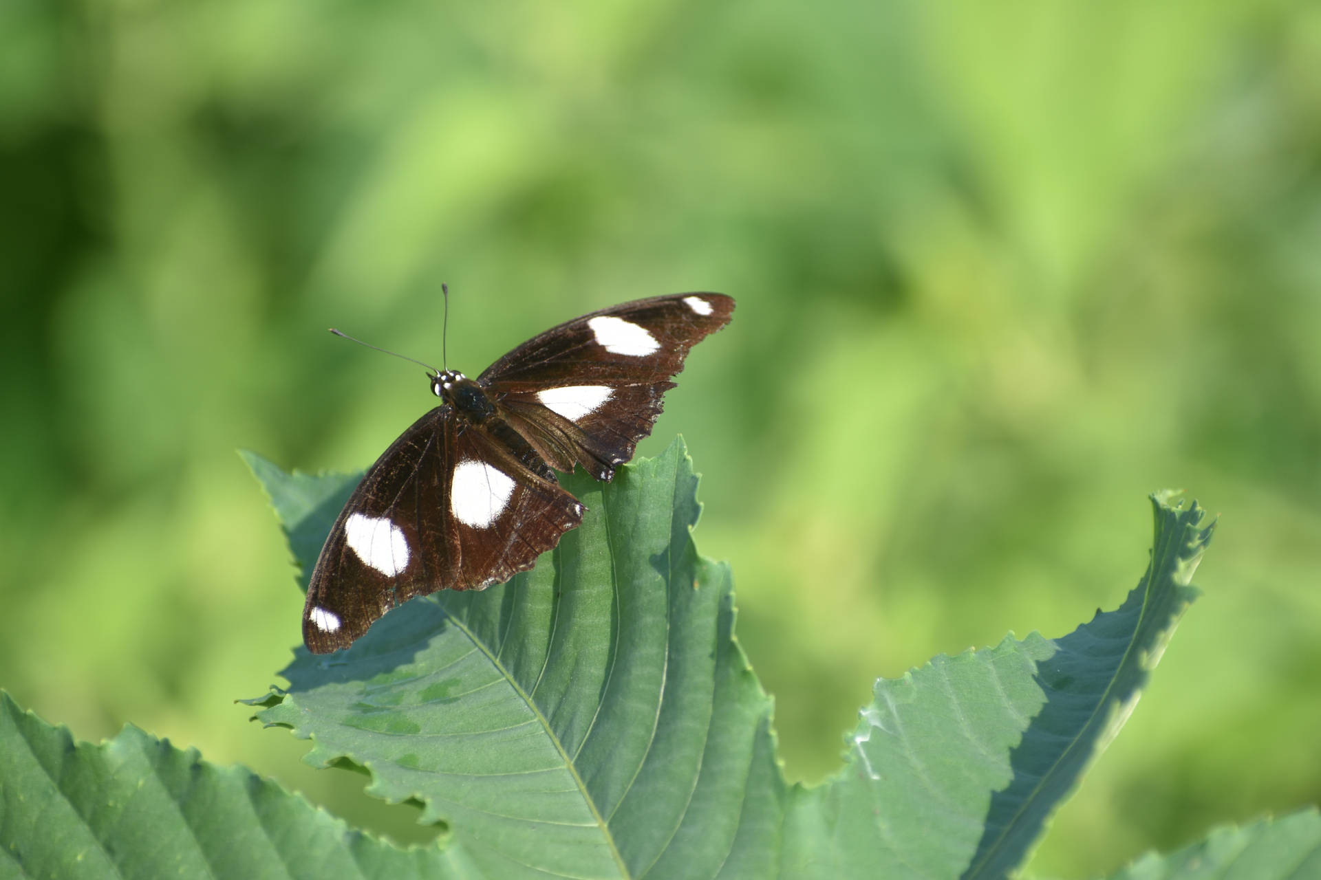 White Spotted Aesthetic Butterfly