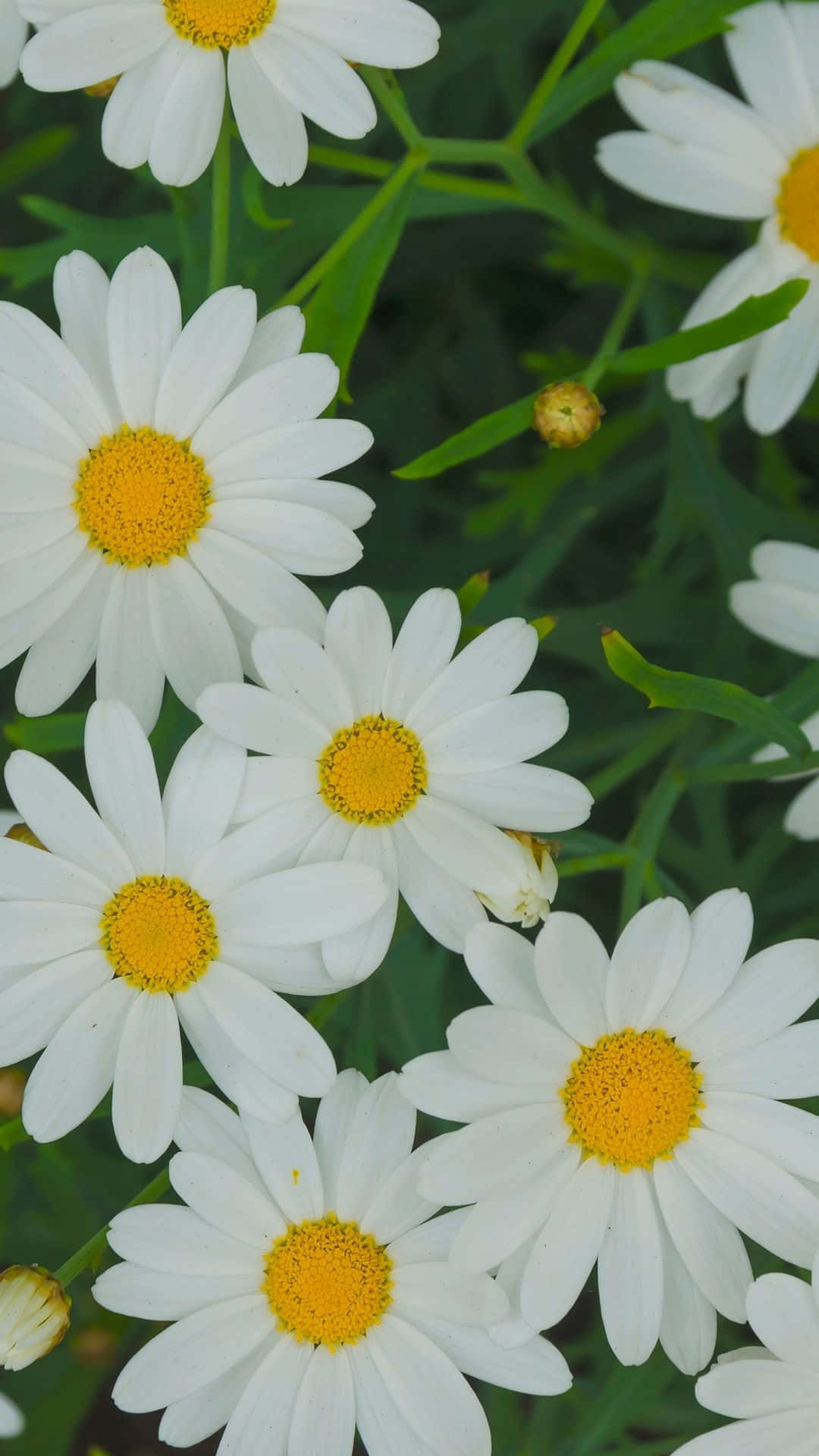 White Spring Daisy iPhone Wallpaper