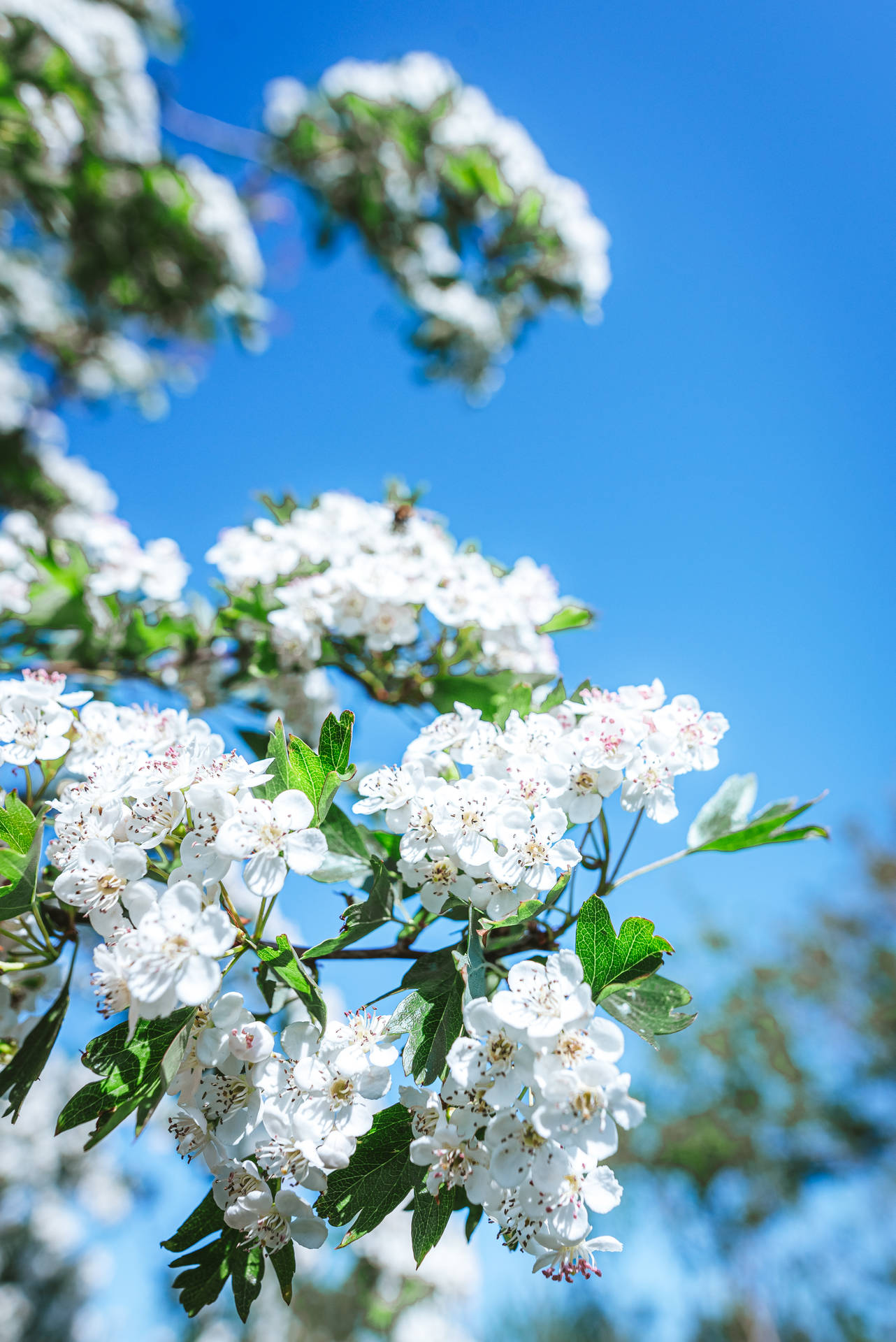 Floresblancas De Primavera En Un Estético Fondo Azul Para Ipad. Fondo de pantalla