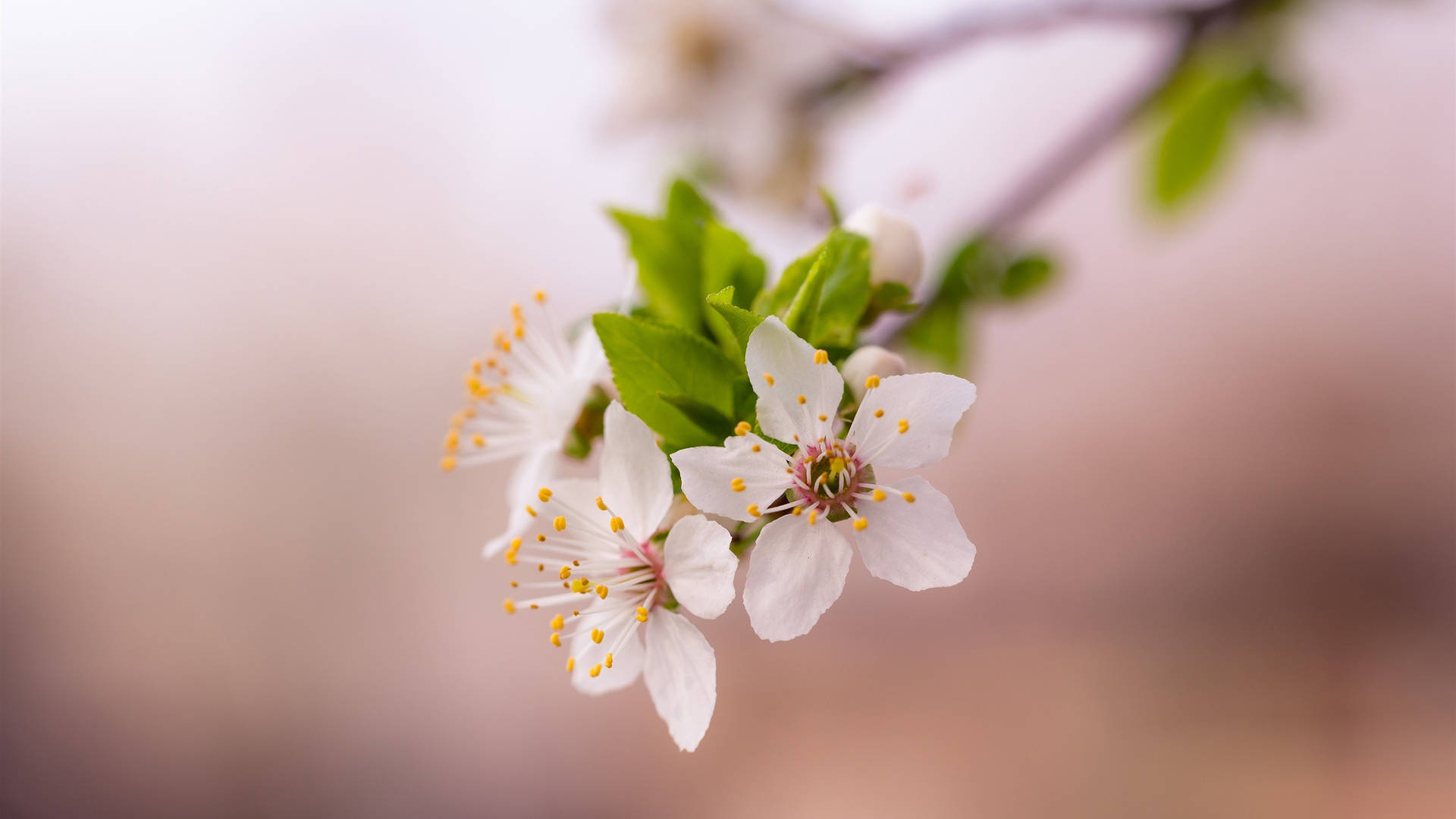 White Spring Flowers Focus Photography Wallpaper