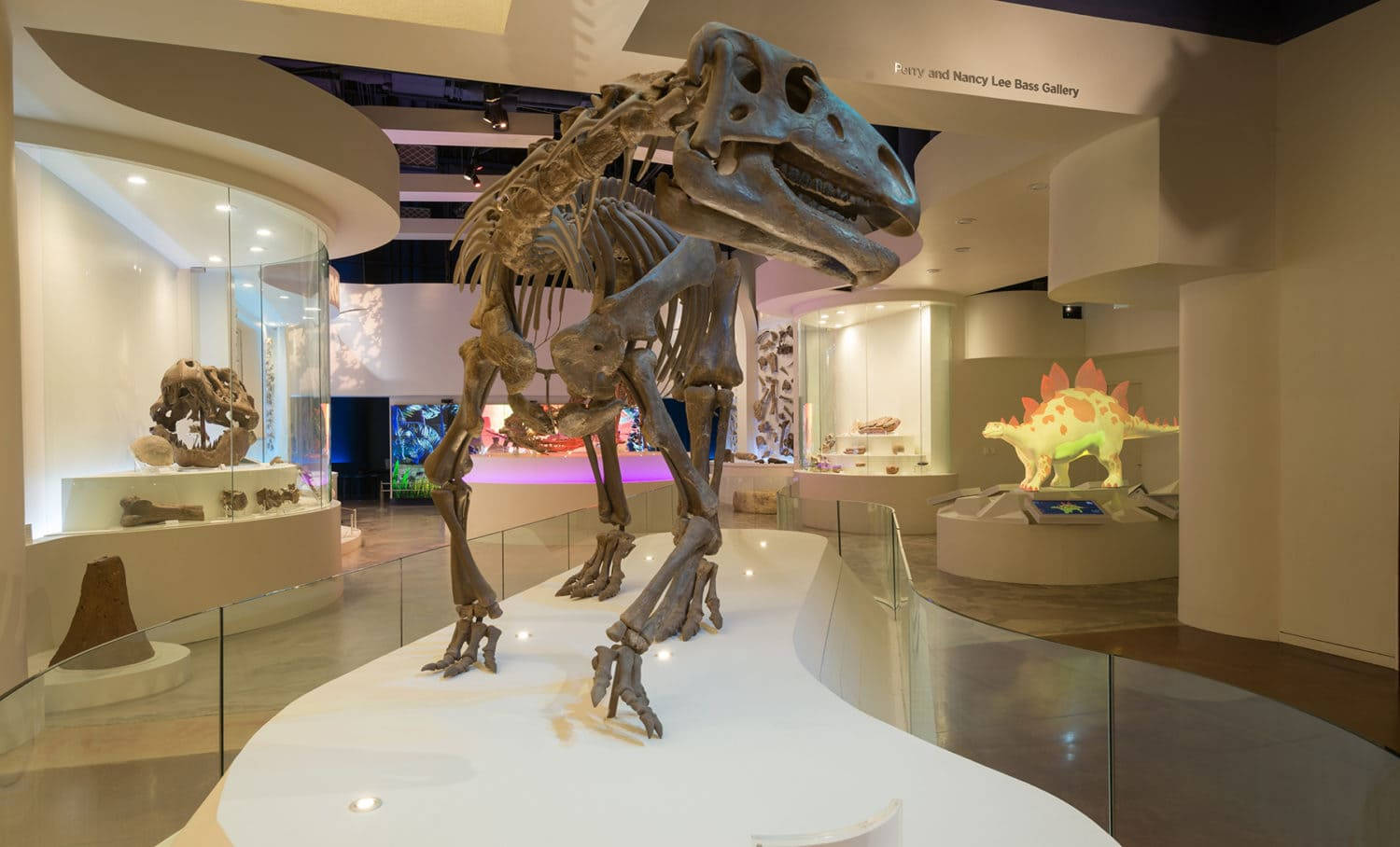 Stegosauro Bianco All'interno Del Museo Di Fort Worth Sfondo