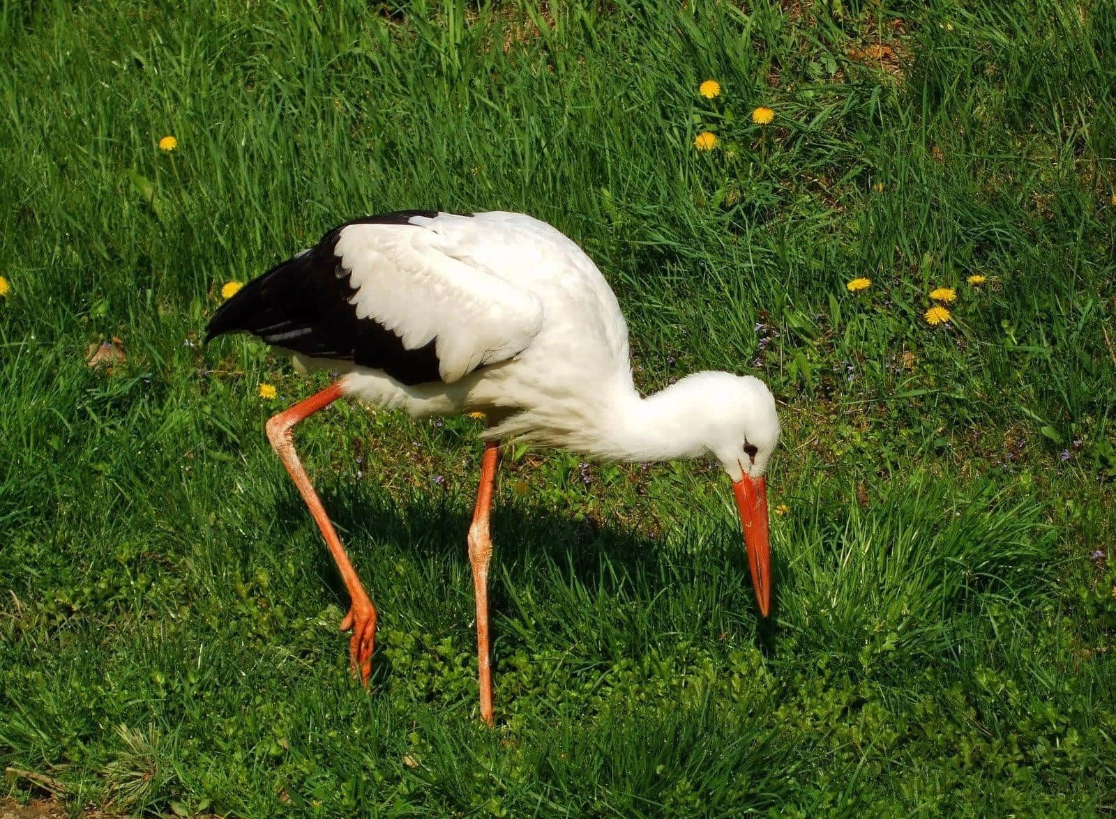 White Stork Foragingin Grass.jpg Wallpaper