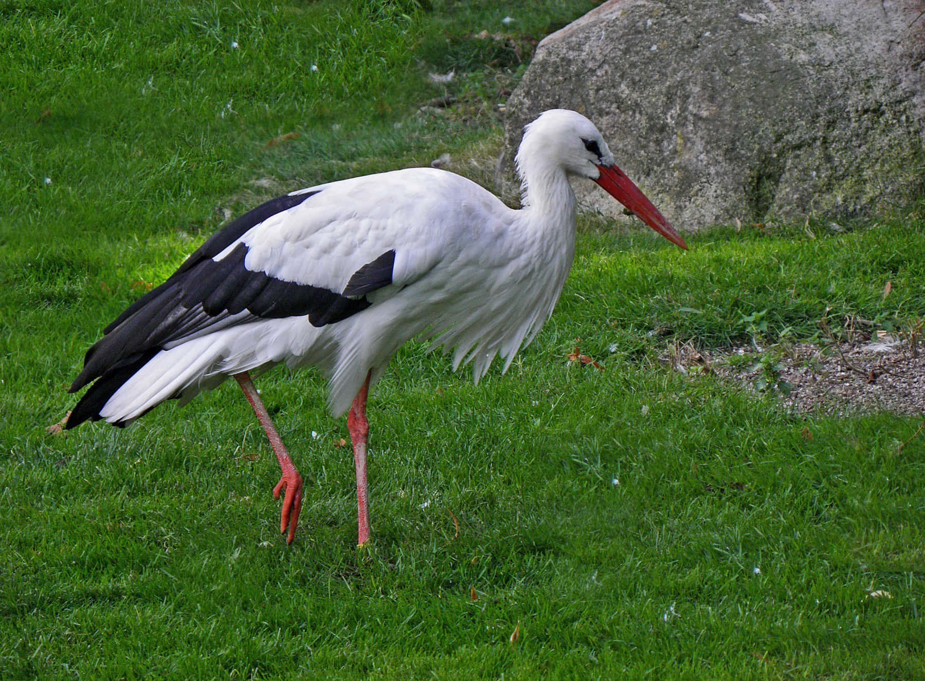 White Stork Grassy Habitat Wallpaper