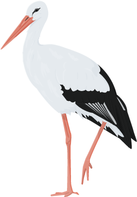 White Stork Illustration.png PNG