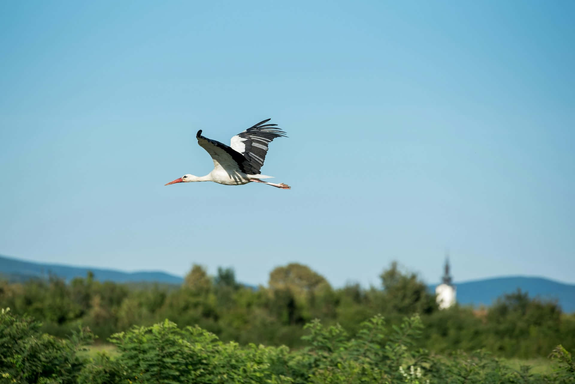 White Stork In Flight Across Countryside.jpg Wallpaper