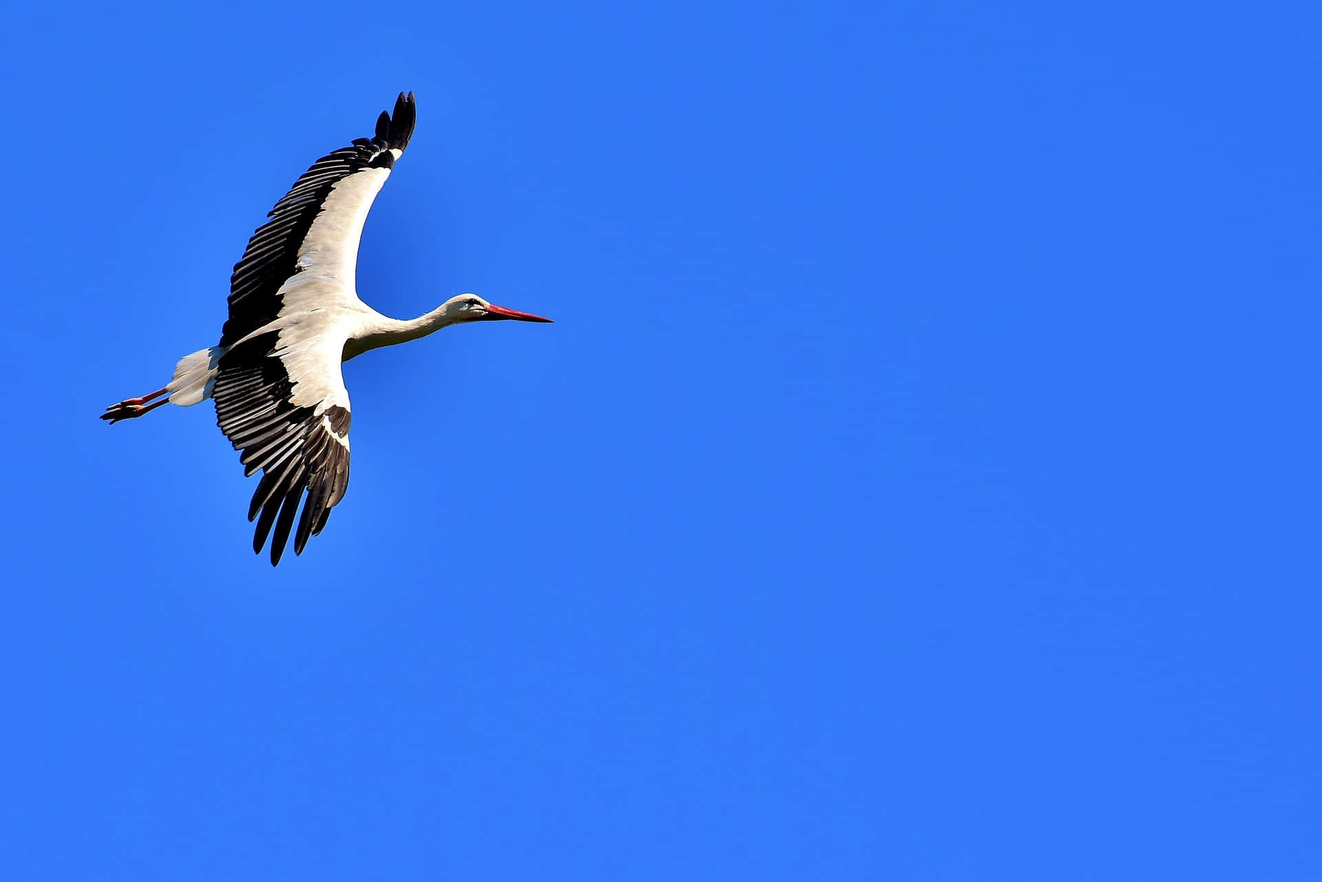 White Stork In Flight Against Blue Sky Wallpaper