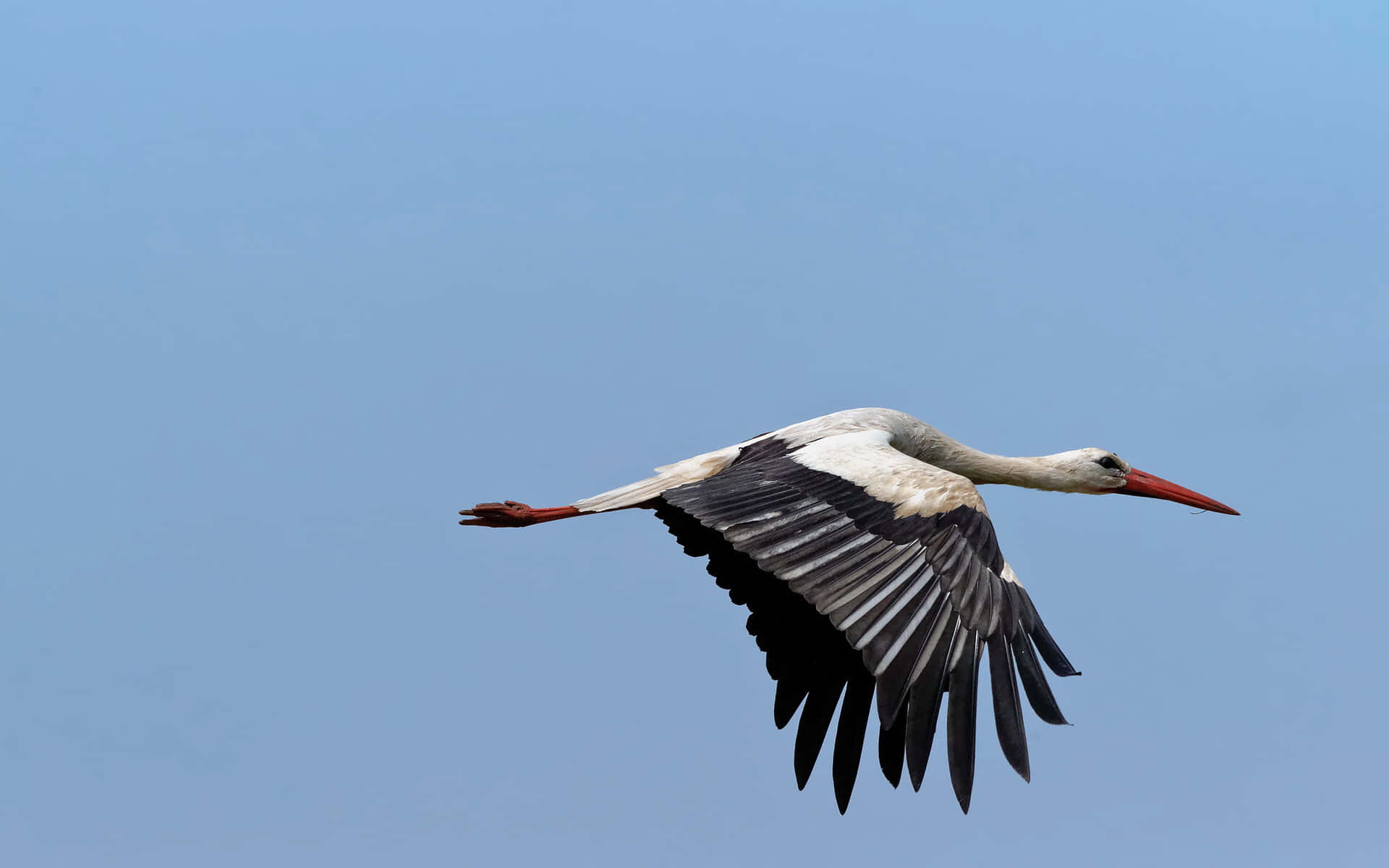 White Stork In Flight Against Blue Sky Wallpaper