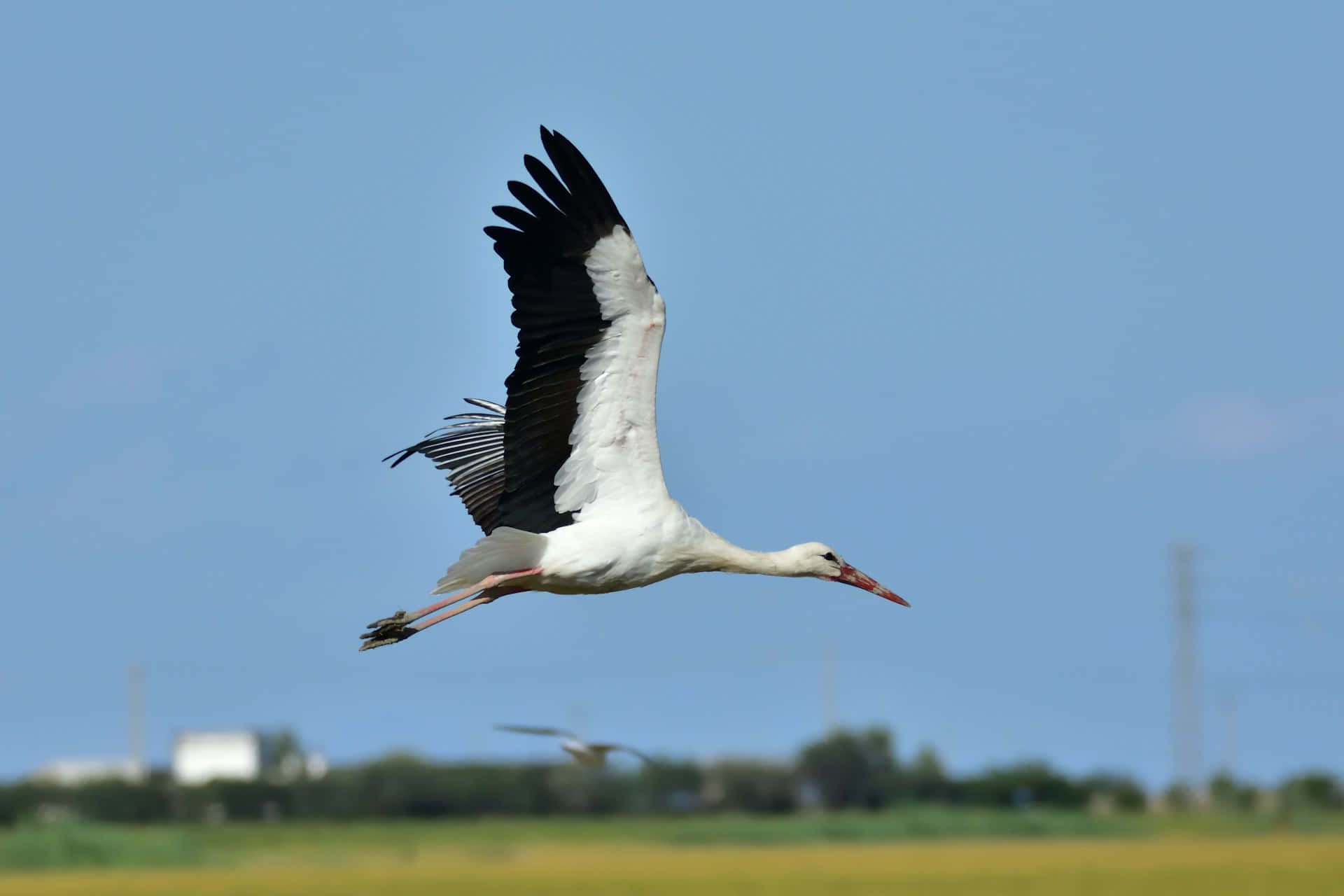 White Stork In Flight.jpg Wallpaper