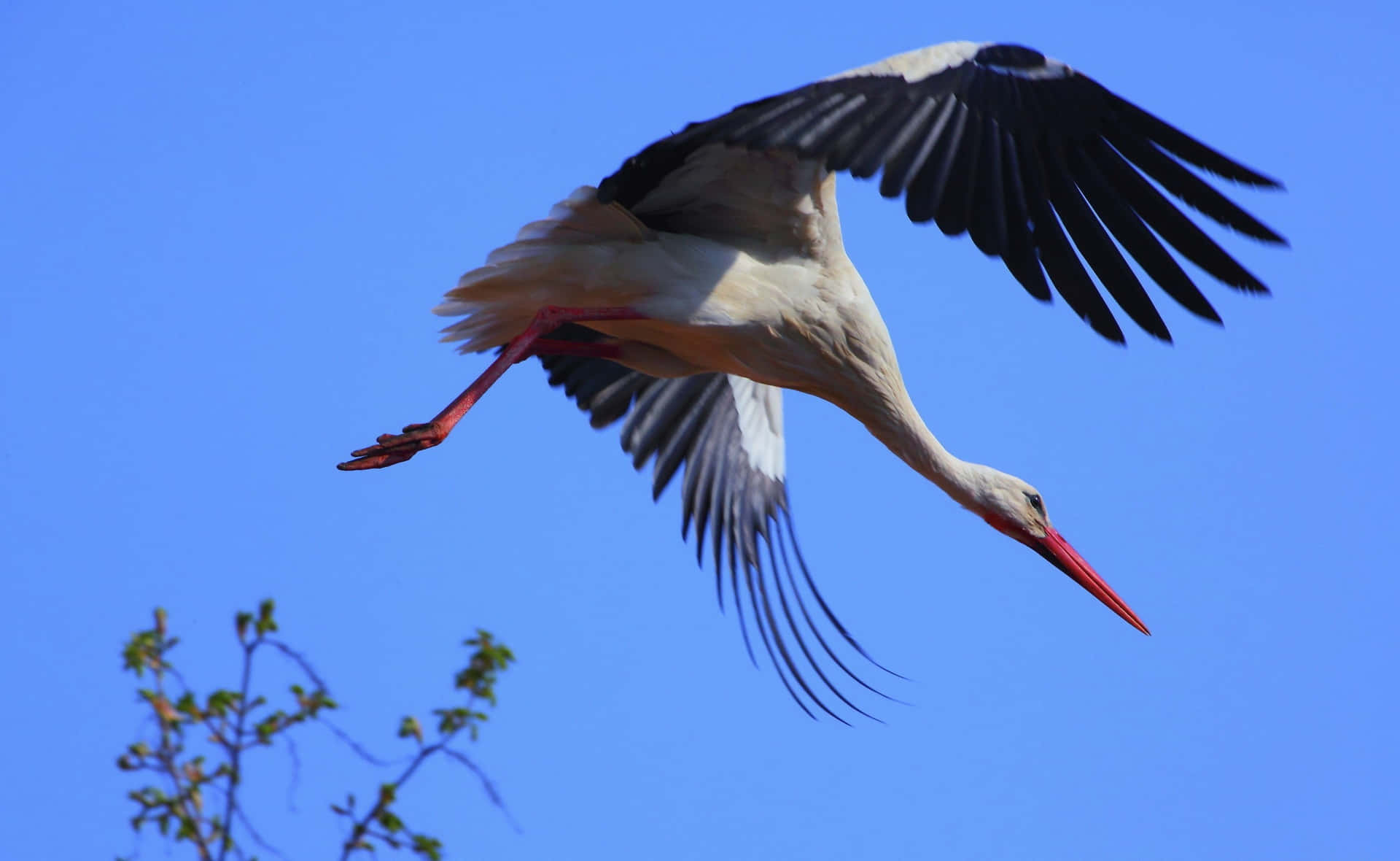 White Stork In Flight Under Blue Sky Wallpaper