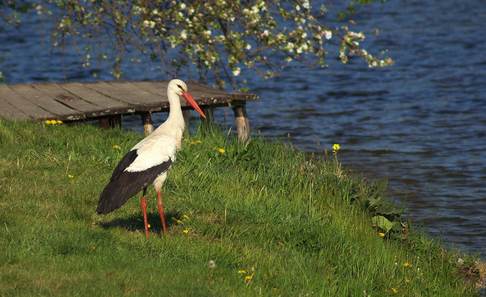White Stork Near Waterfront.jpg Wallpaper